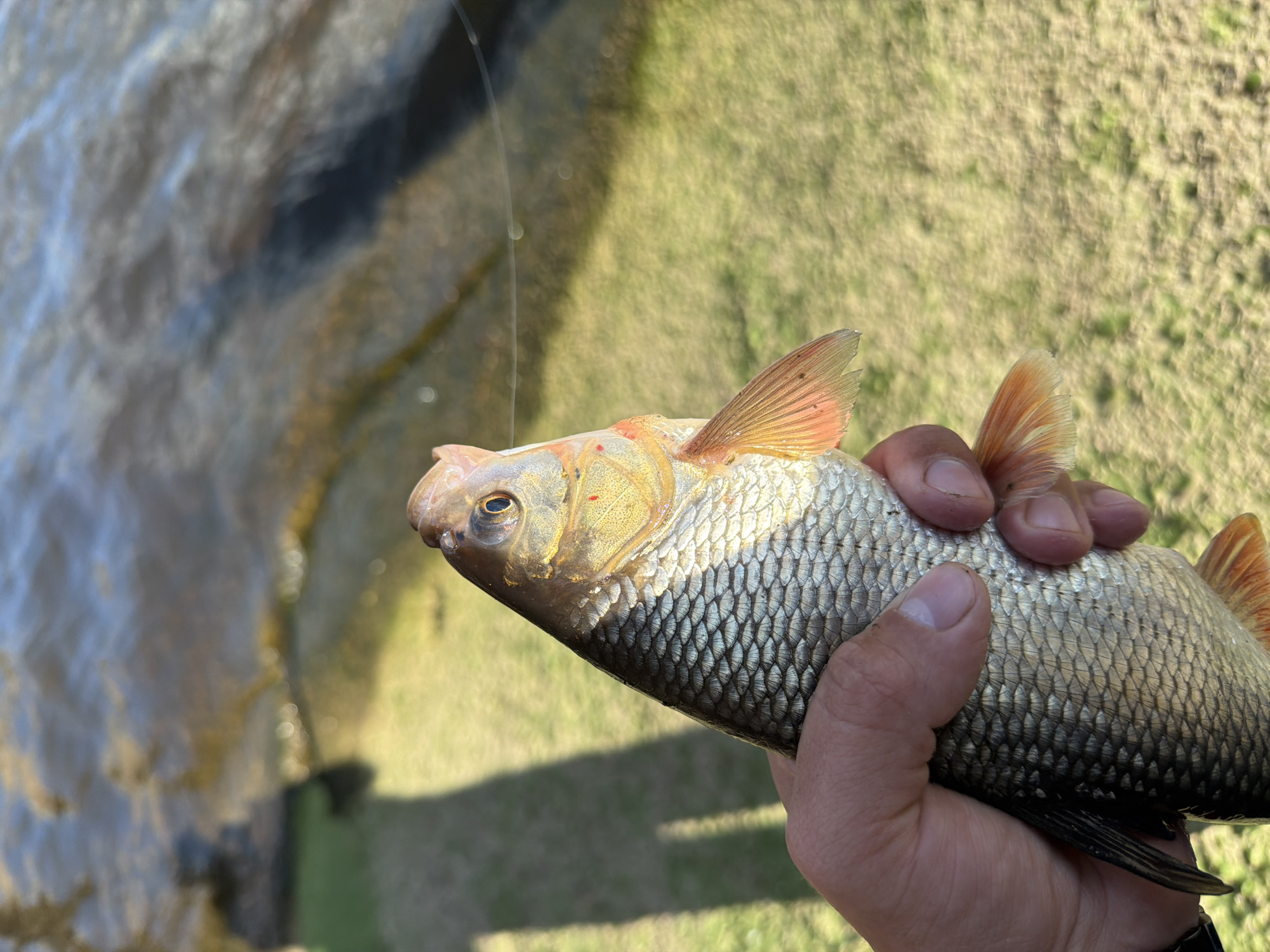 Fishing trip documented in Chaikovsky, Russia with catches and releases