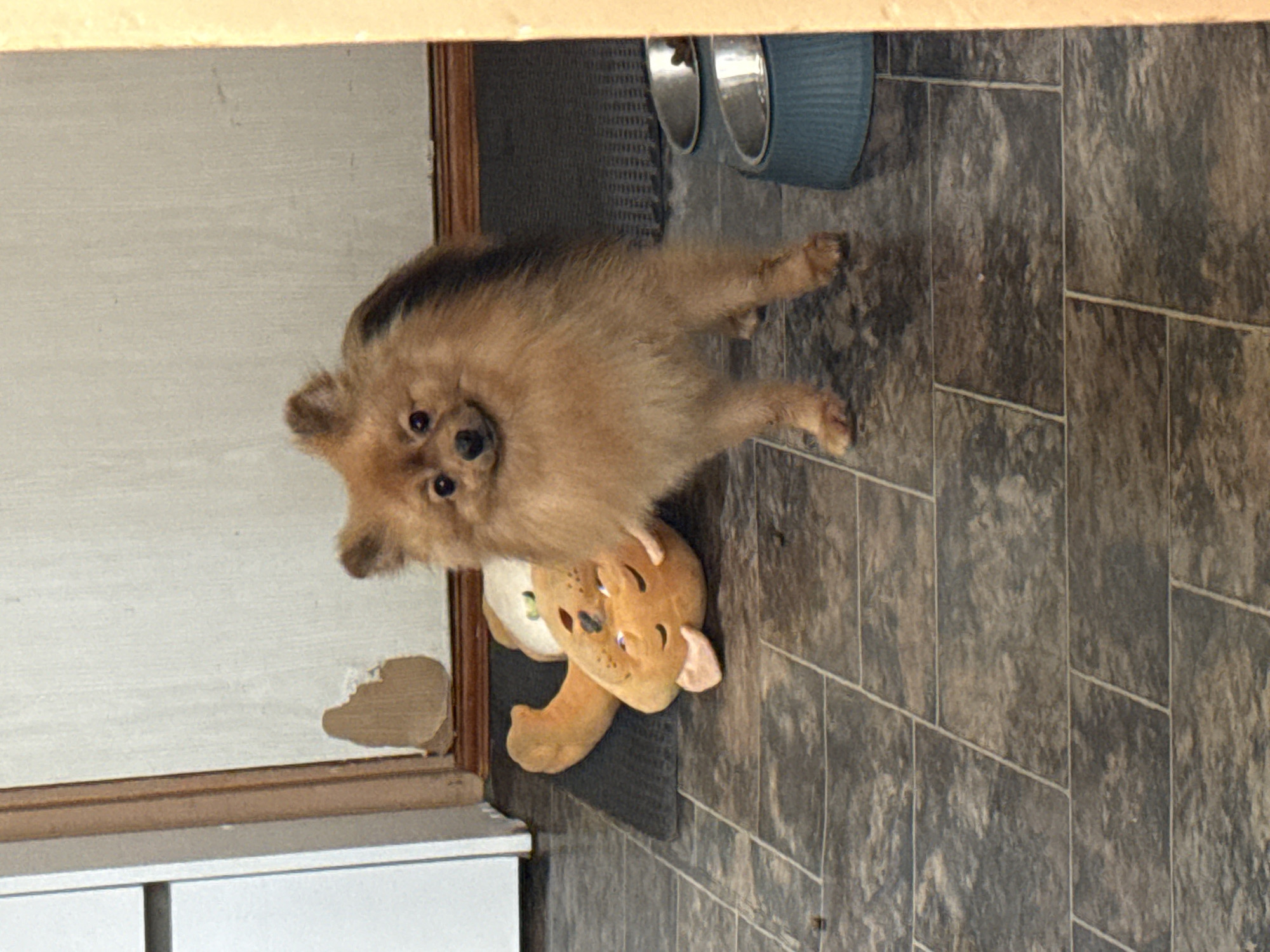 Pomeranian goes from alert to fully relaxed on a tiled floor