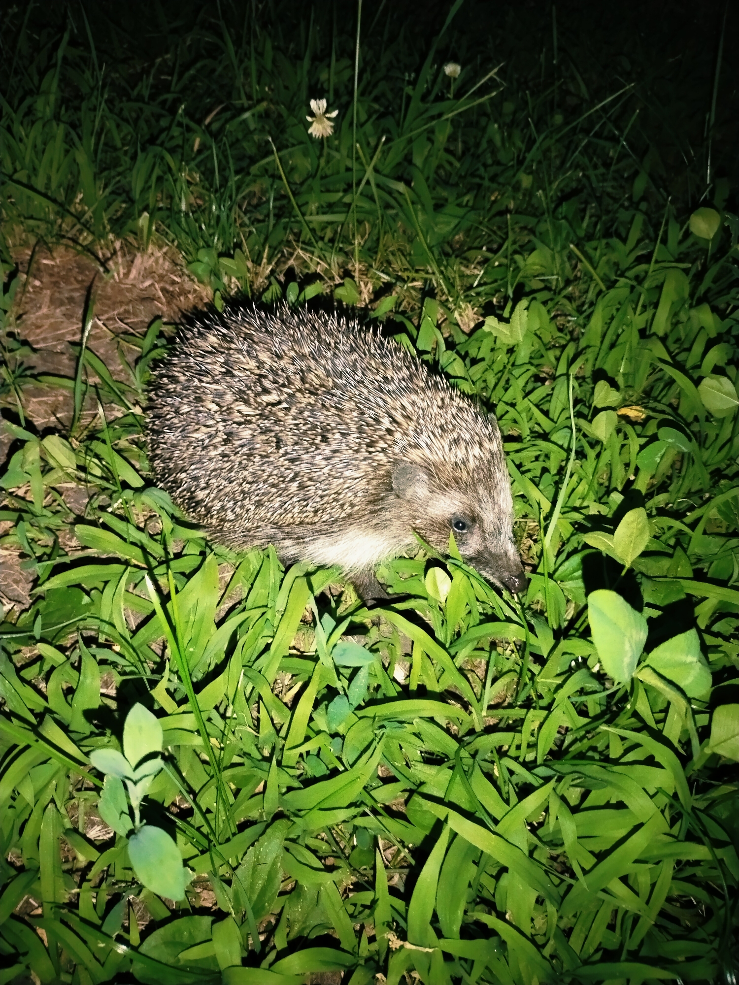 Summer evening in a Horishni Plavni park with pets and wildflowers