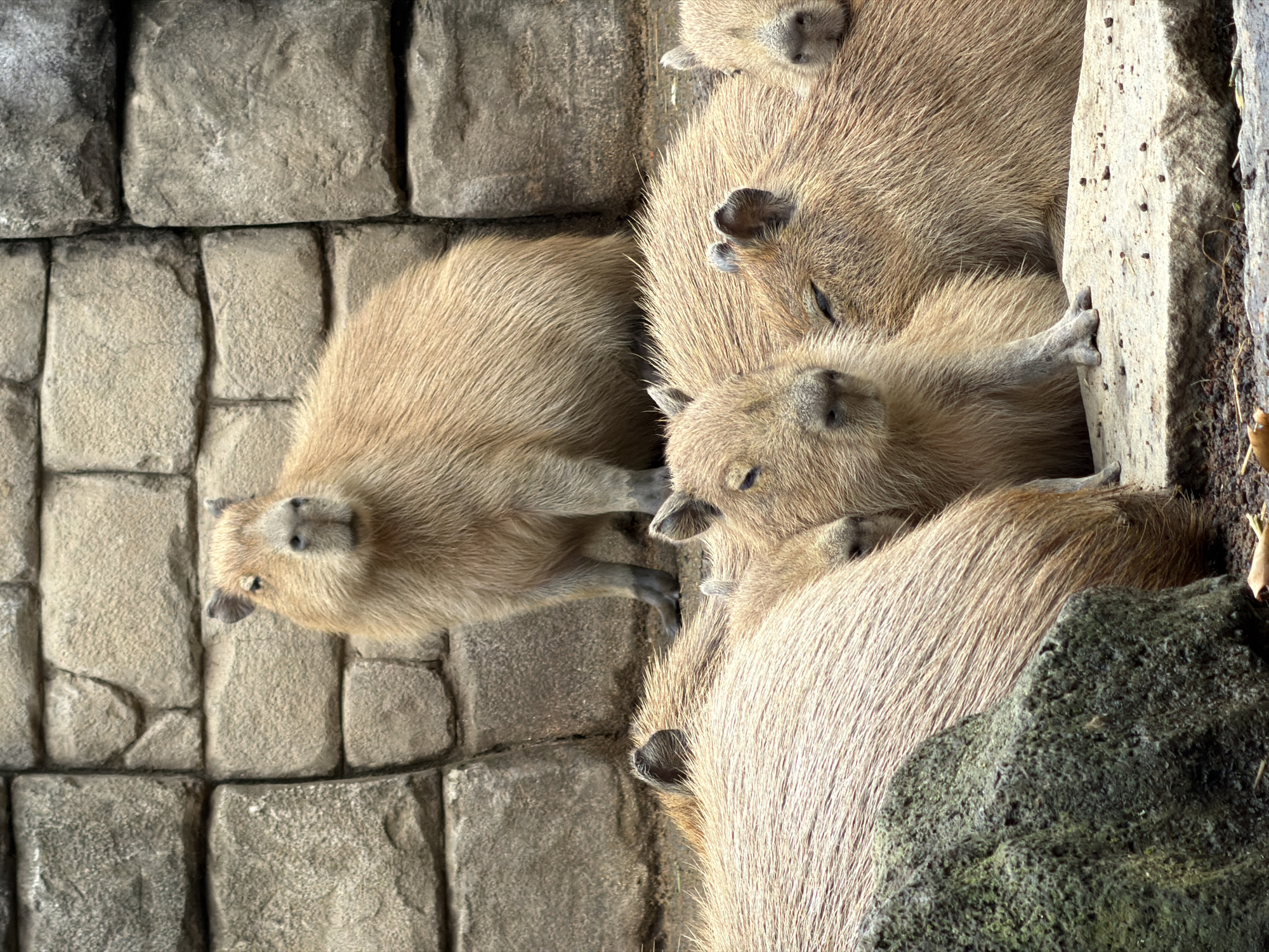 Zoo Animals and Ancient Petroglyphs Documented in Ito, Japan