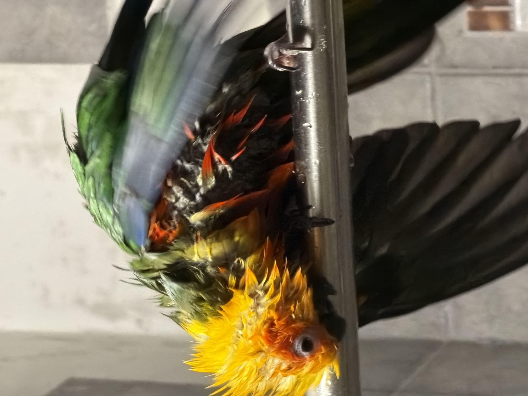 Pet parrot's morning bath routine captured in Khimki home