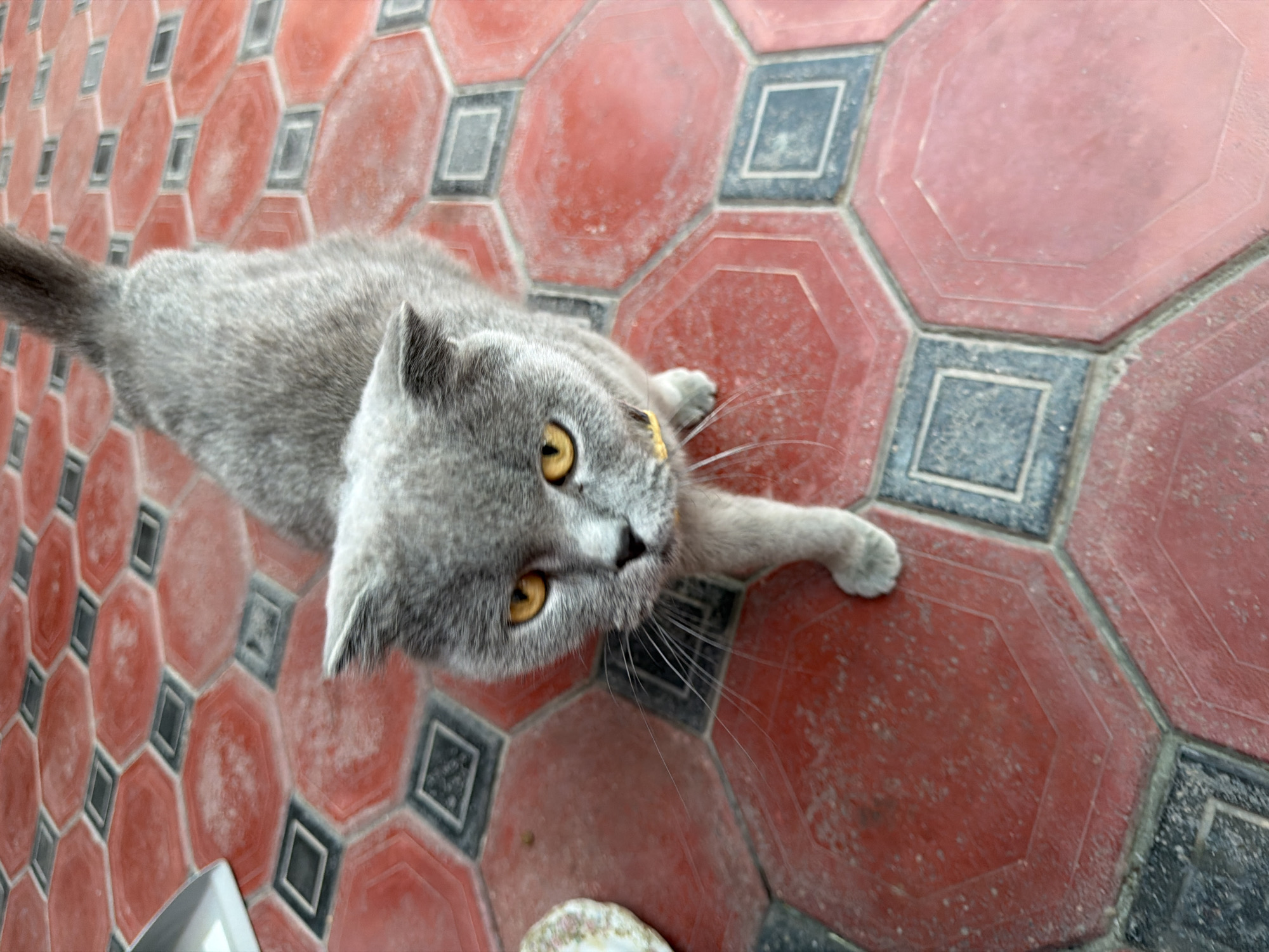 Yellow-collared grey cat on Tashkent's tiled floors