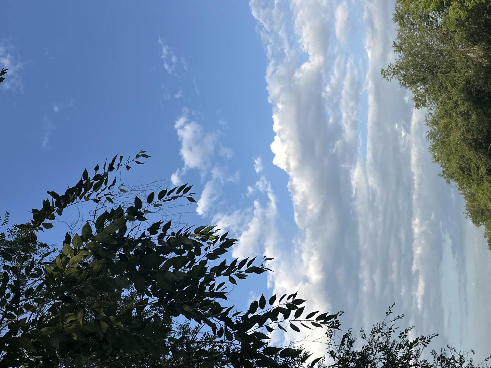 Blue sky and clouds through tree branches, cell tower in view