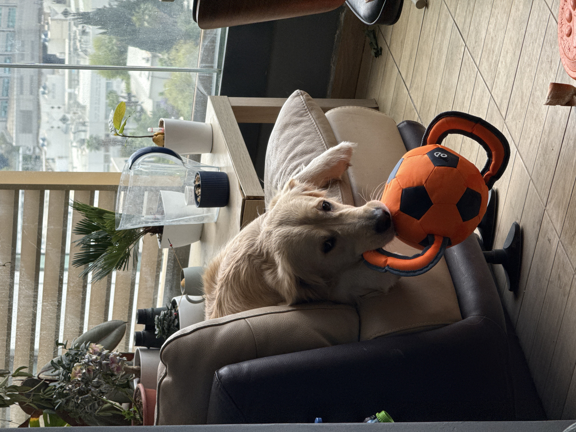 Golden Retriever plays with toy in Tel Aviv home