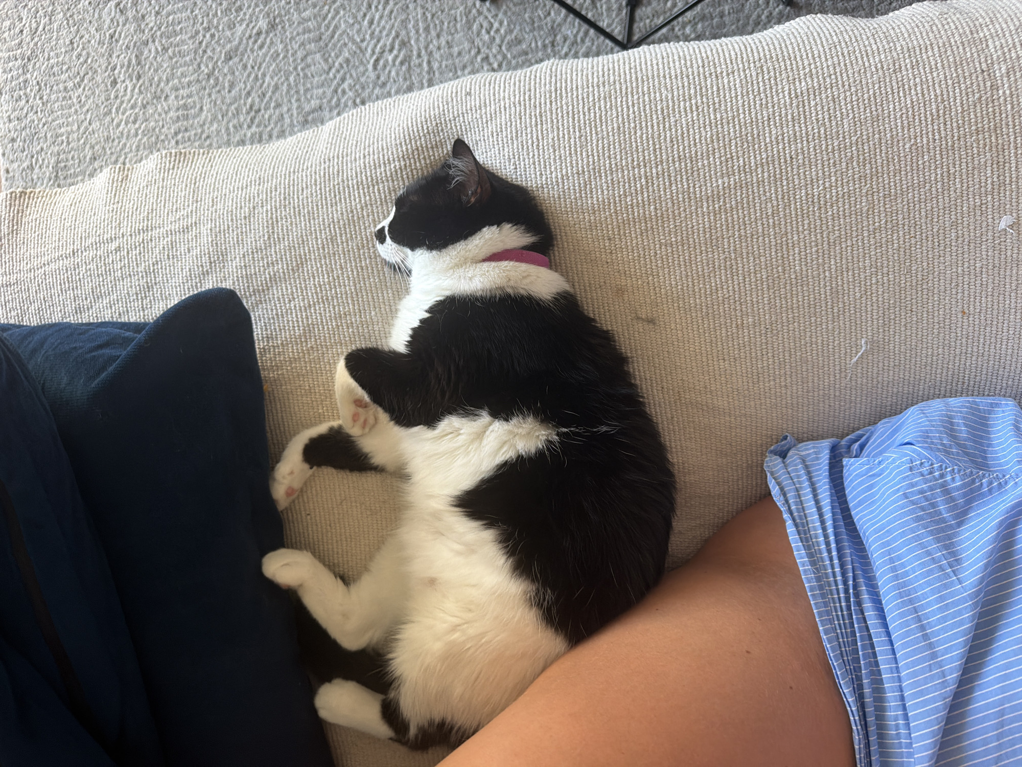 Cat and human sharing a relaxed afternoon indoors in Belgrade