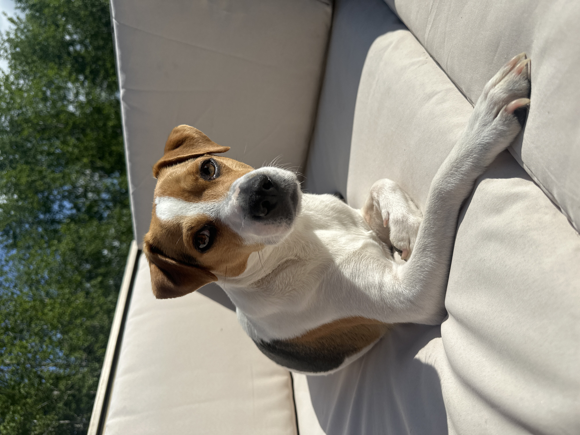 Dog rests on sofa in Norwegian home