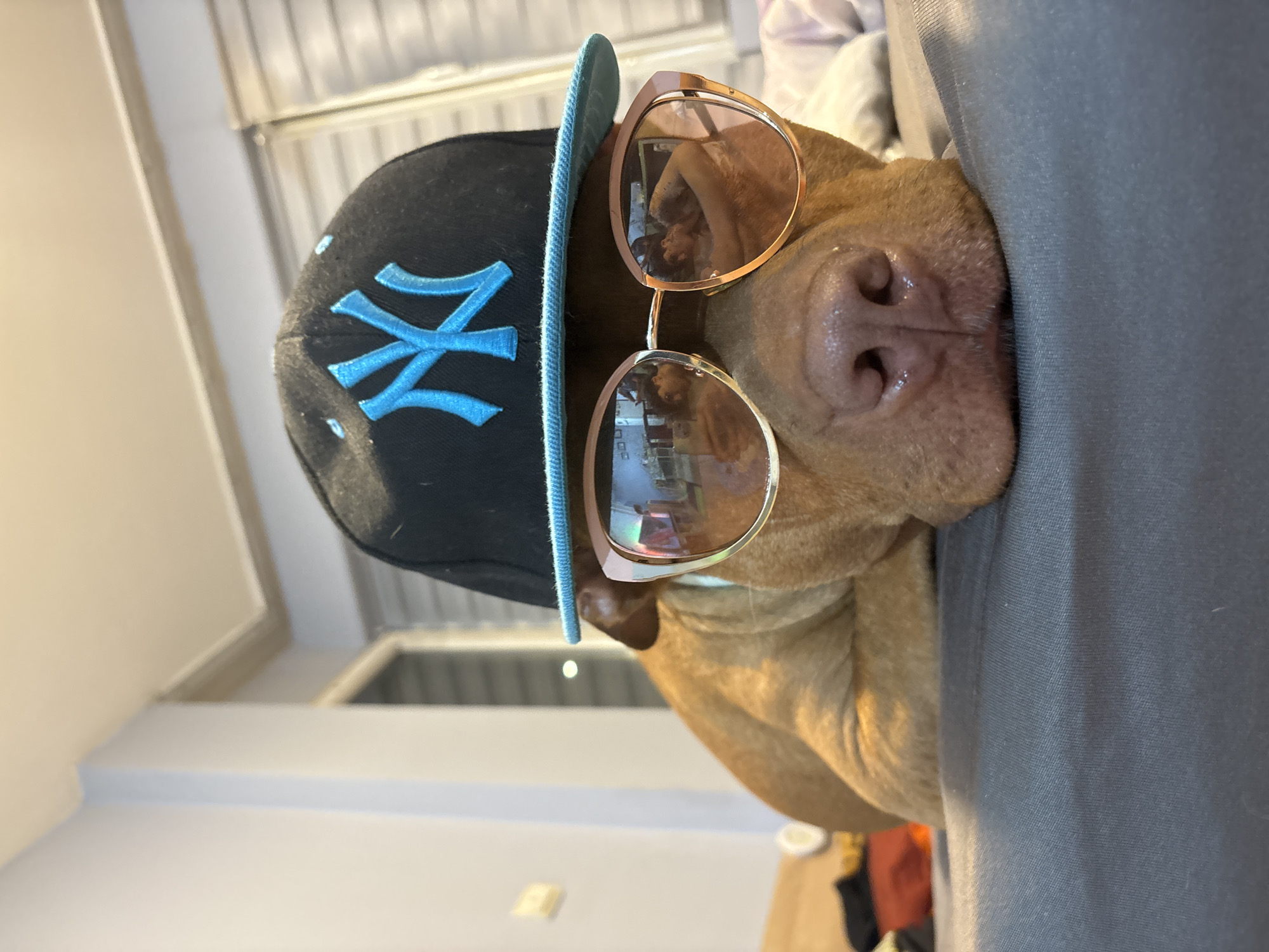 Stylish dog photographed wearing sunglasses and cap in Sofia