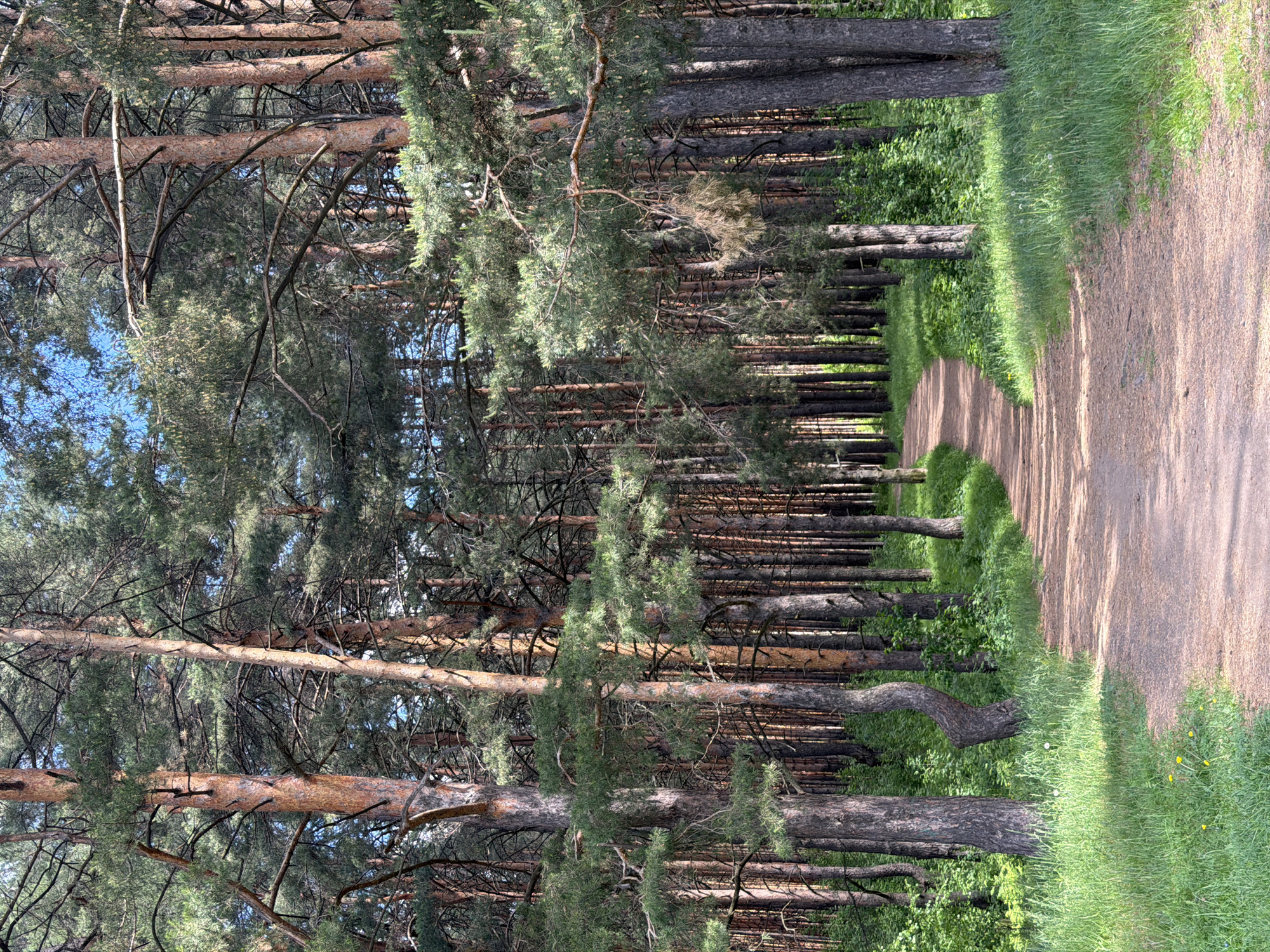 Forest walks and rural motorcycle ride documented near Chaikovsky