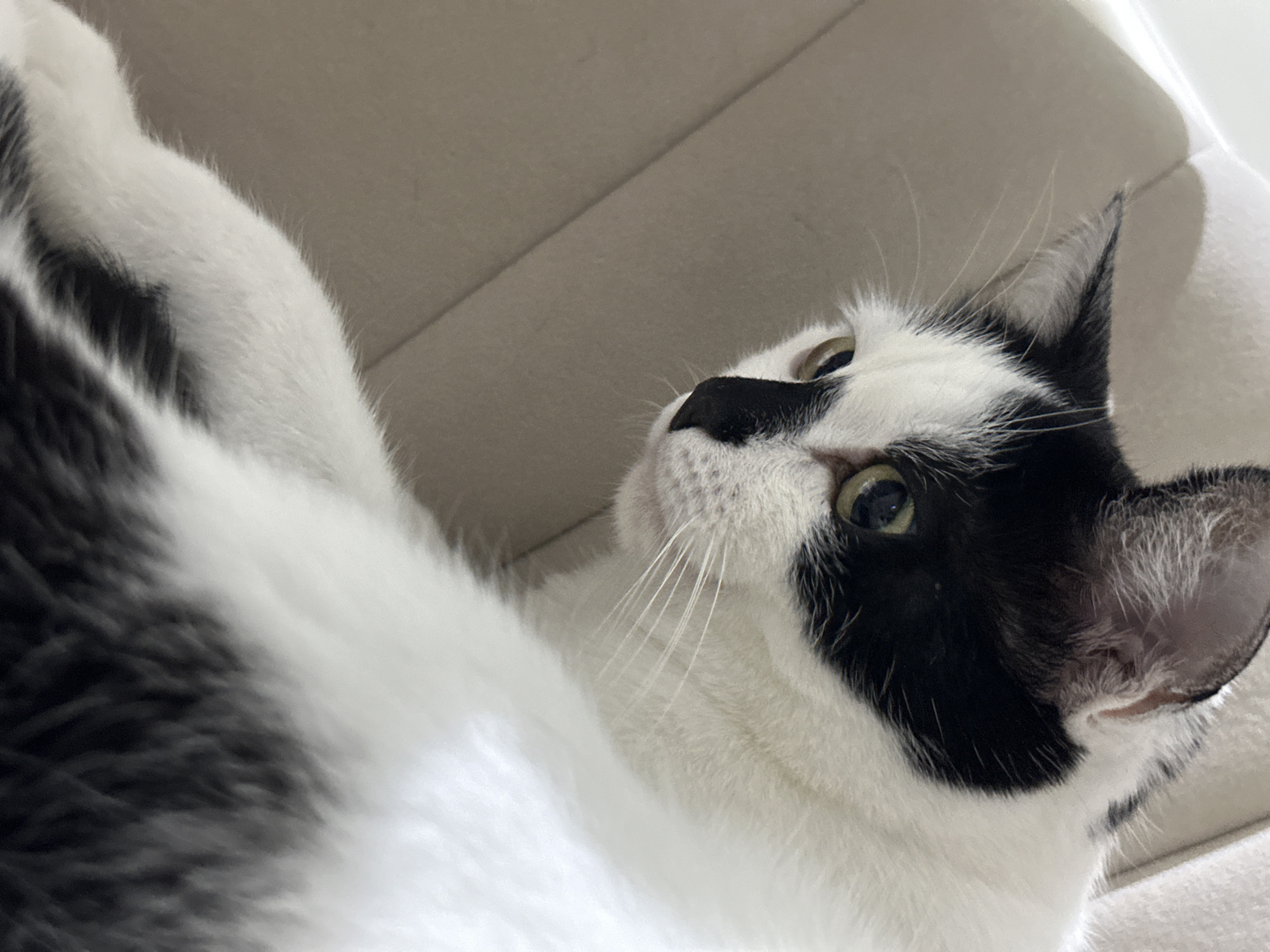 Black and white cat photographed up close in Kokshetau