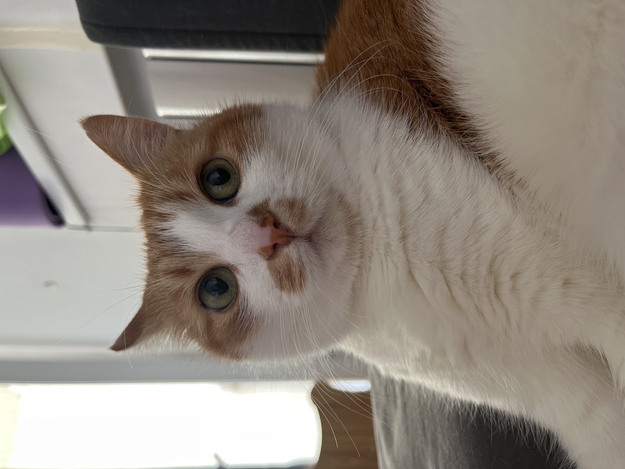 Orange and white cat photographed in Novi Sad