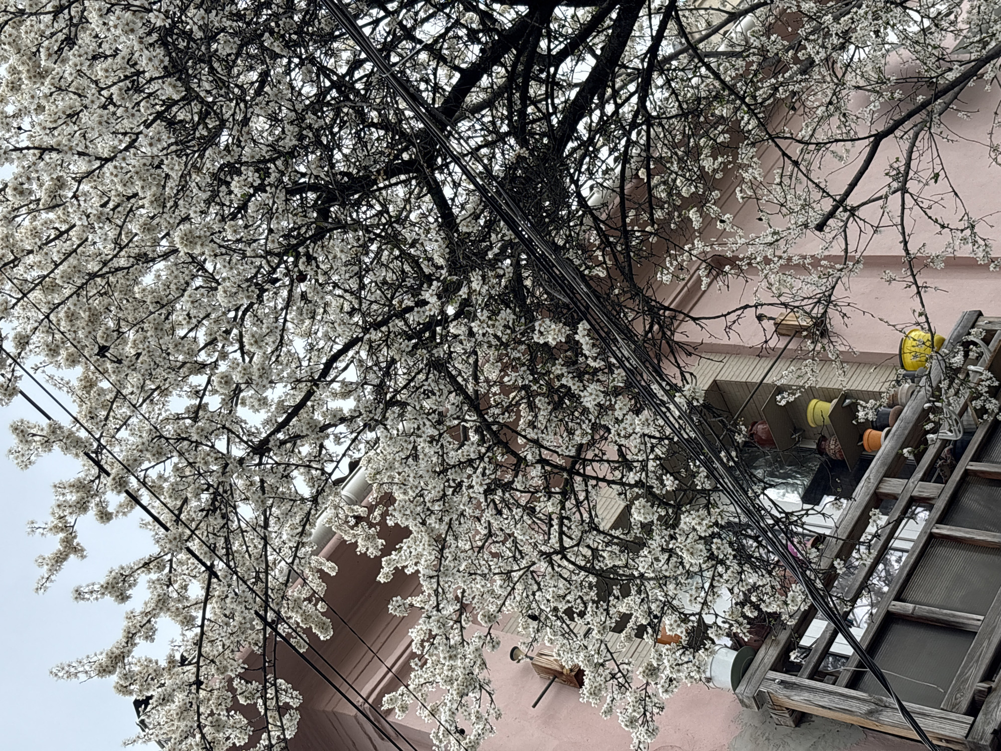 Spring blooms and berries documented across Simferopol