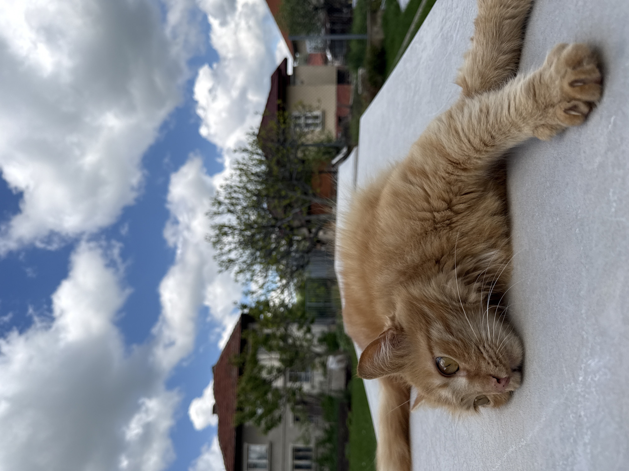 Pets caught relaxing outdoors in Bulgarian town Friday morning