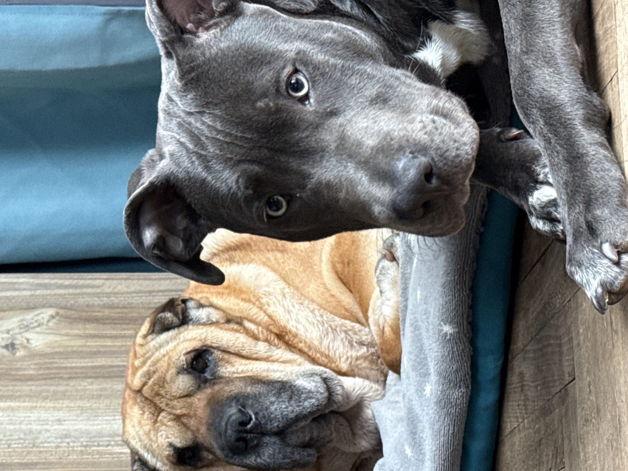 Dogs rest peacefully in homes across Varna, Bulgaria