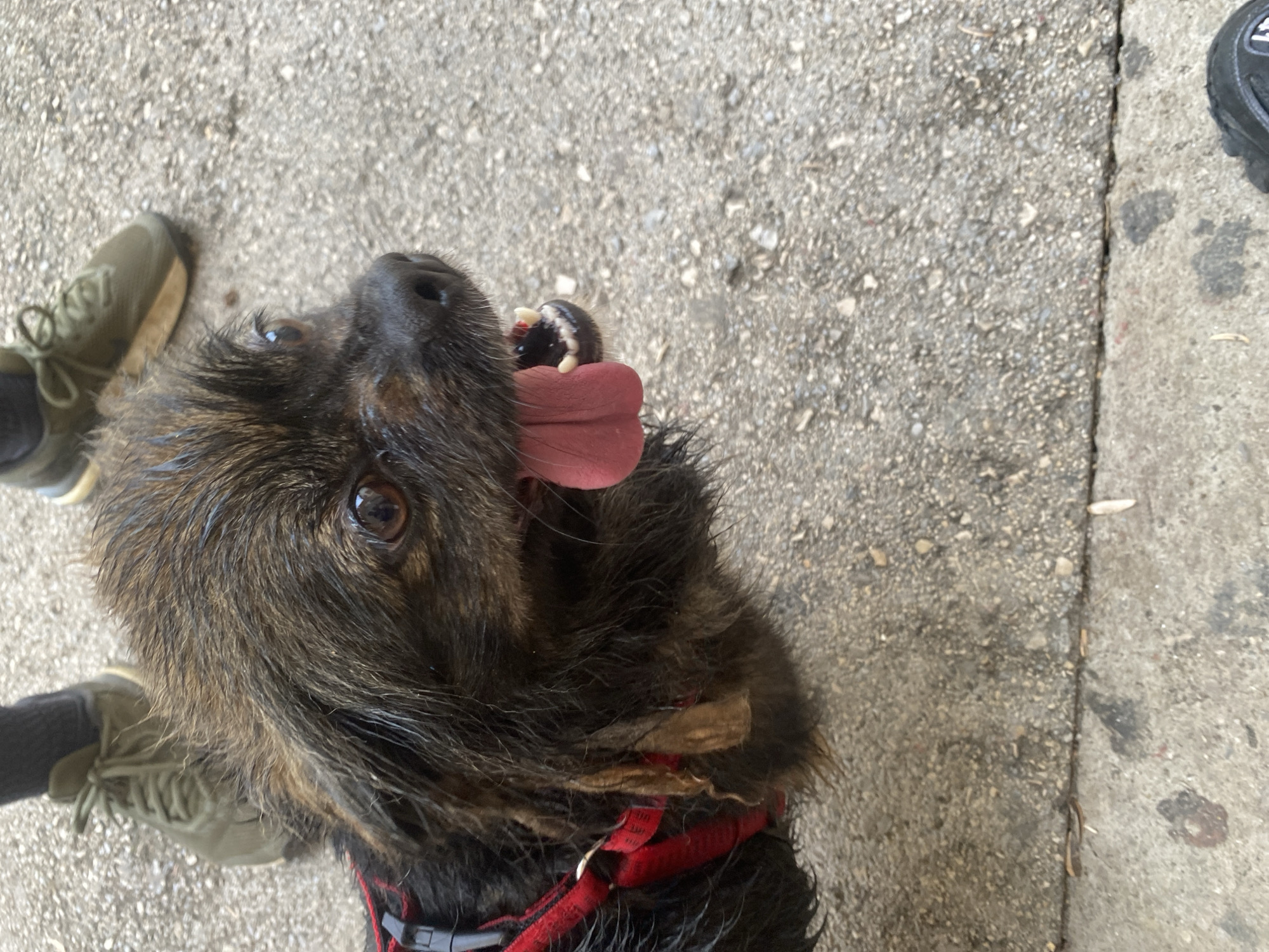 Dog walk and wet basketball court documented in Troyan