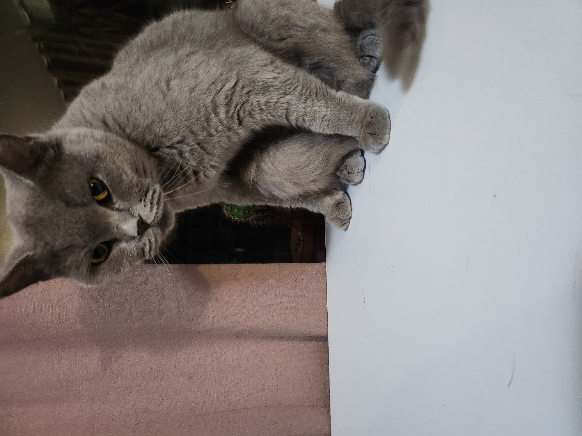 British Shorthair cat photographed extensively around a Tsarevo apartment