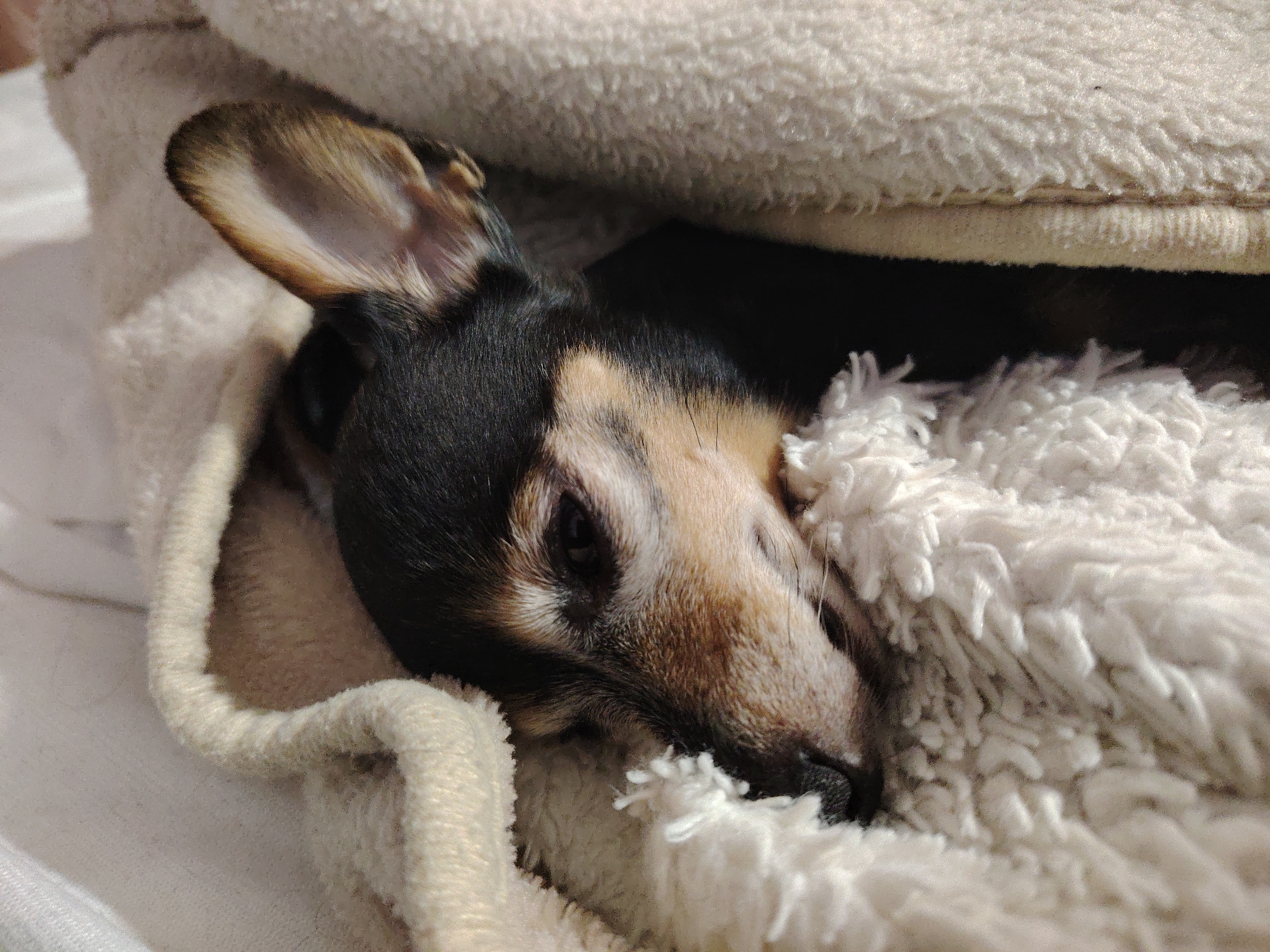 Small dog sleeps peacefully in soft bedding in Bulgaria