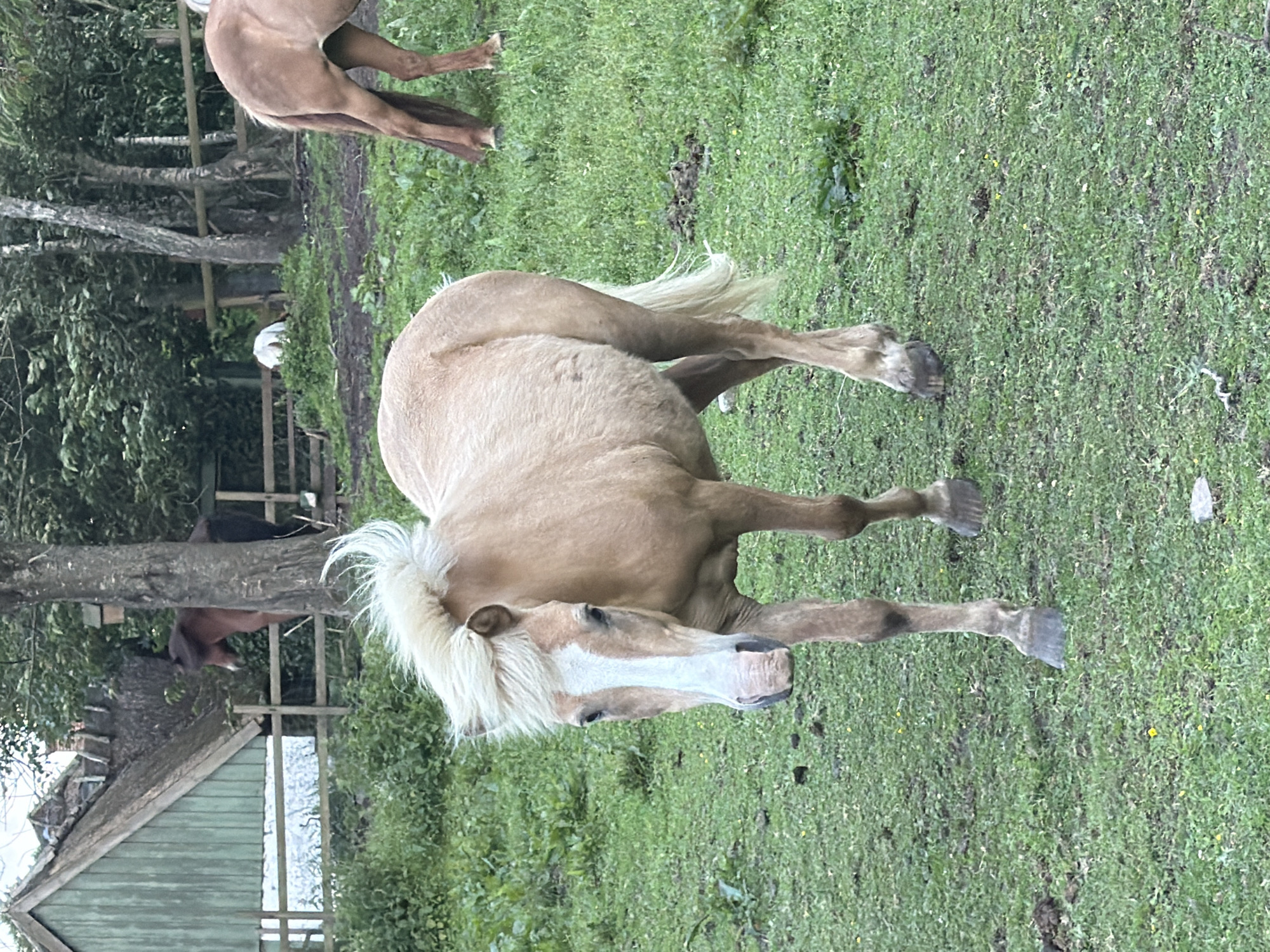Horses grazing in a fenced field in rural Denmark