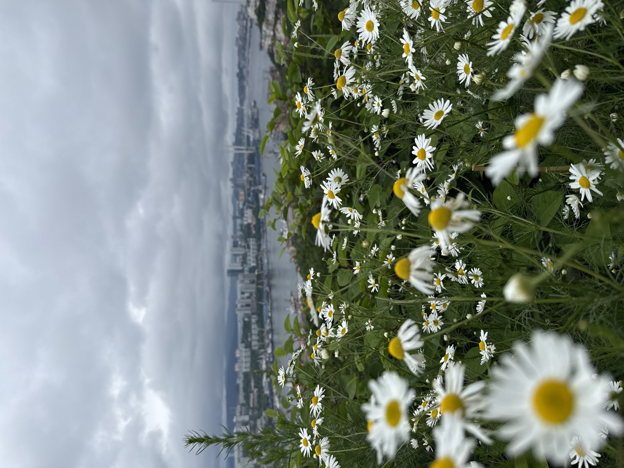 Wildflowers and bees in bloom above Vladivostok's Golden Horn Bay