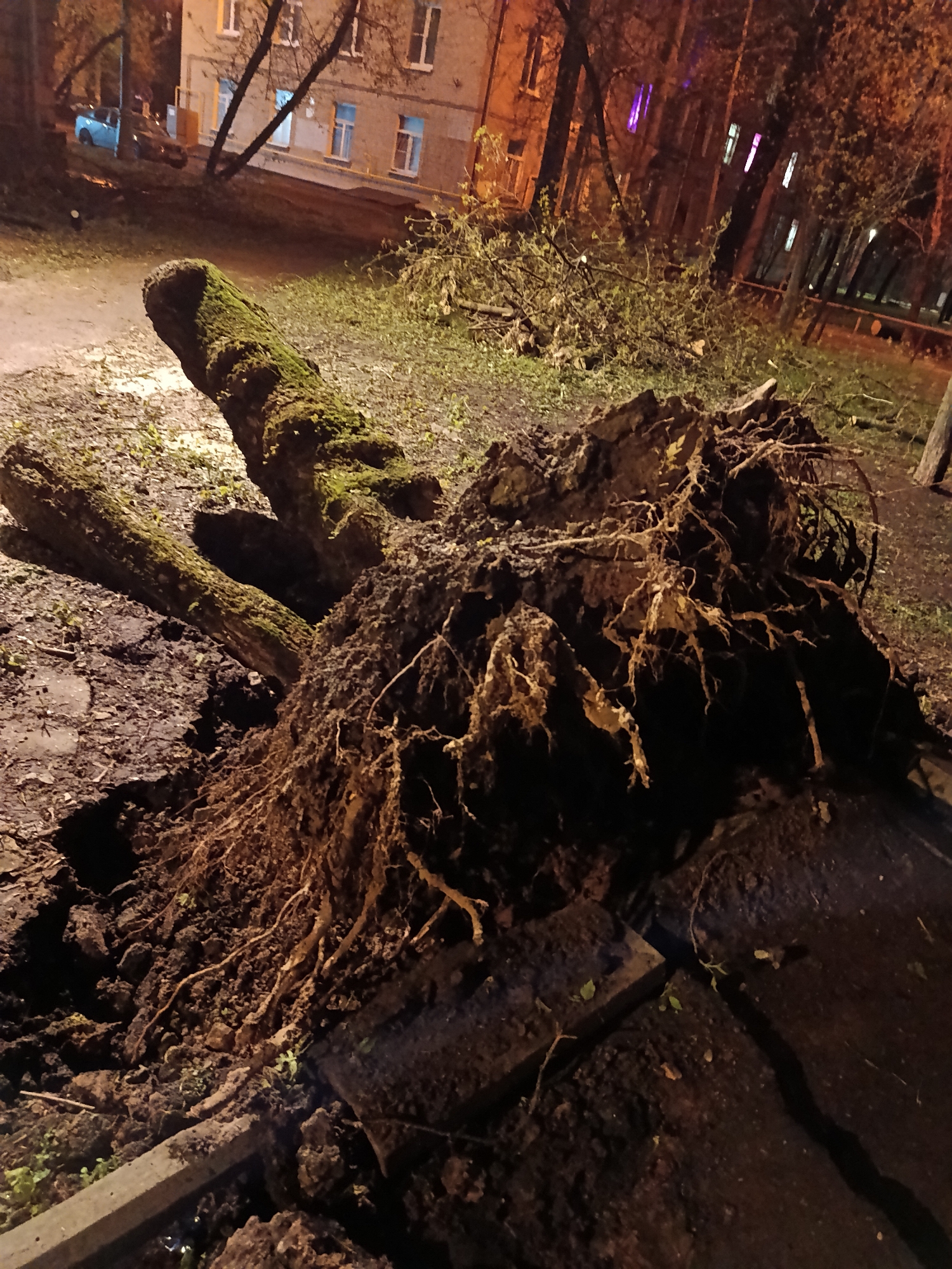 Fallen tree, abandoned scooters spotted in Moscow green space
