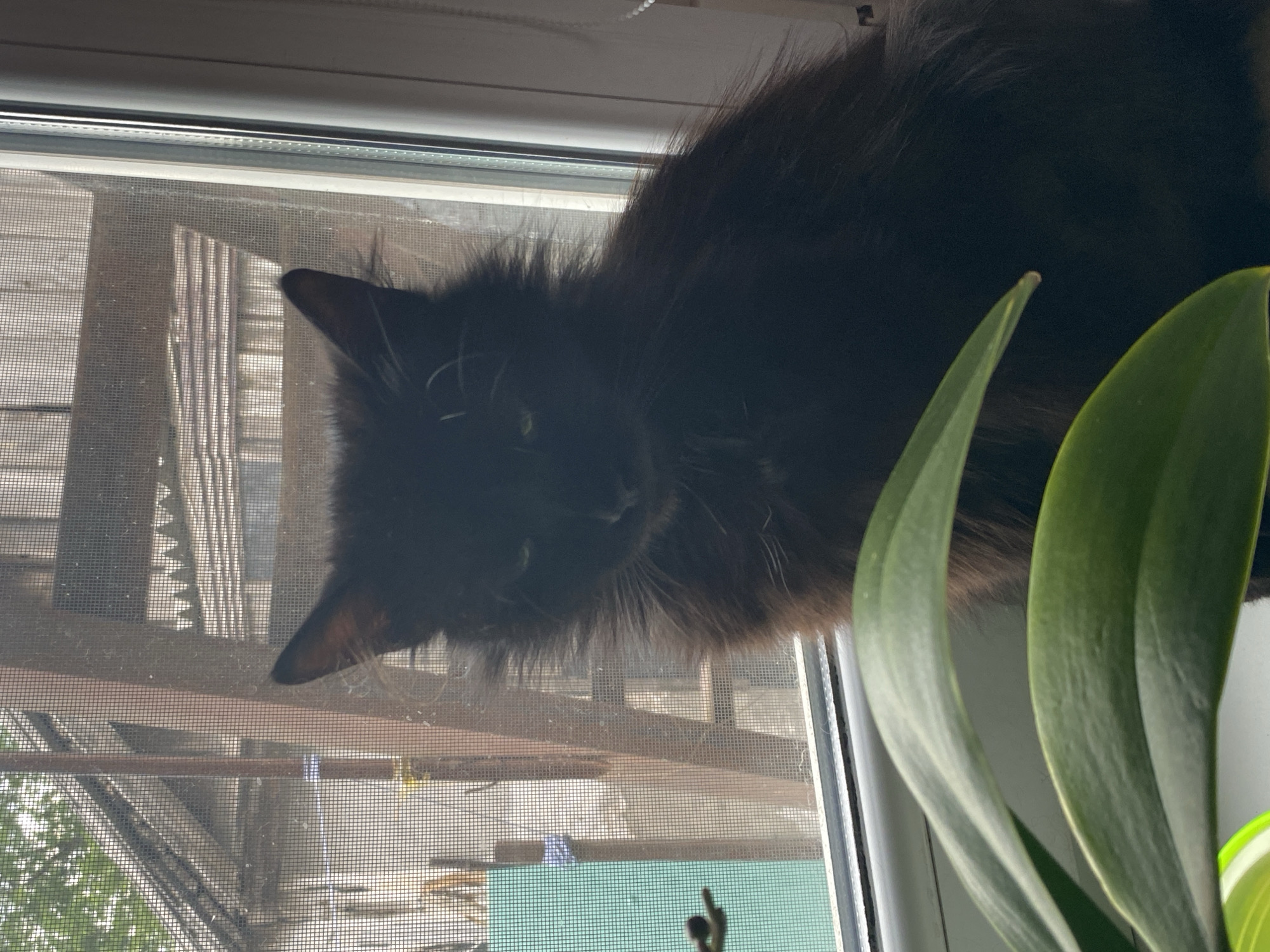 Urban cat and garden flowers observed during afternoon hours