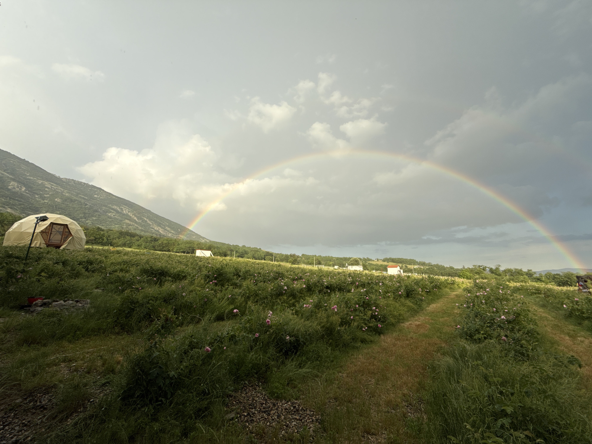 Camping documented in Bulgaria's rose fields with rainbows