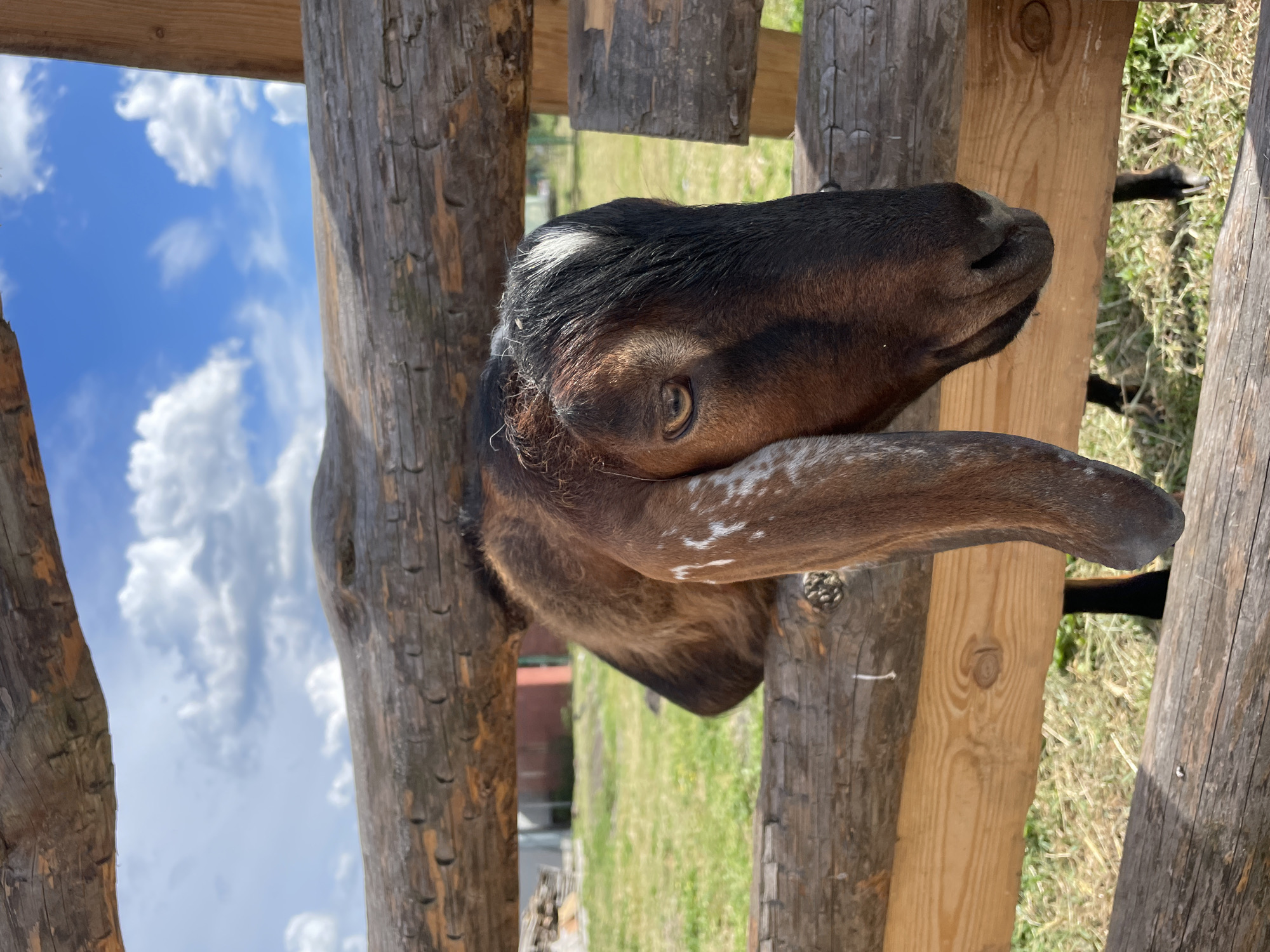 Rural life captured in Belarusian village: goat, tart, dirt road