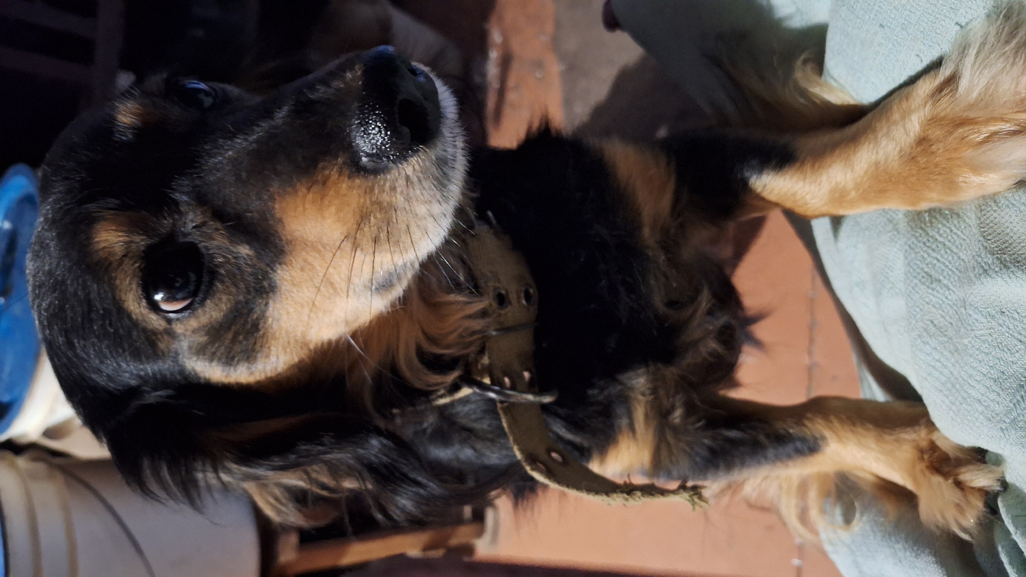 Pets at rest, sunlight through smoky trees