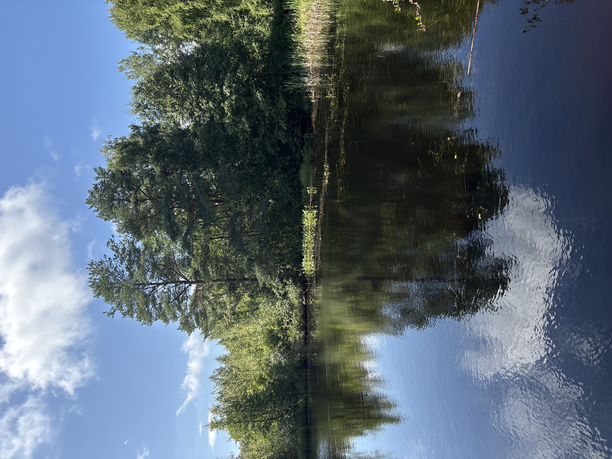 Morning walk through Beloostrov's lakeside forest and boardwalk trails