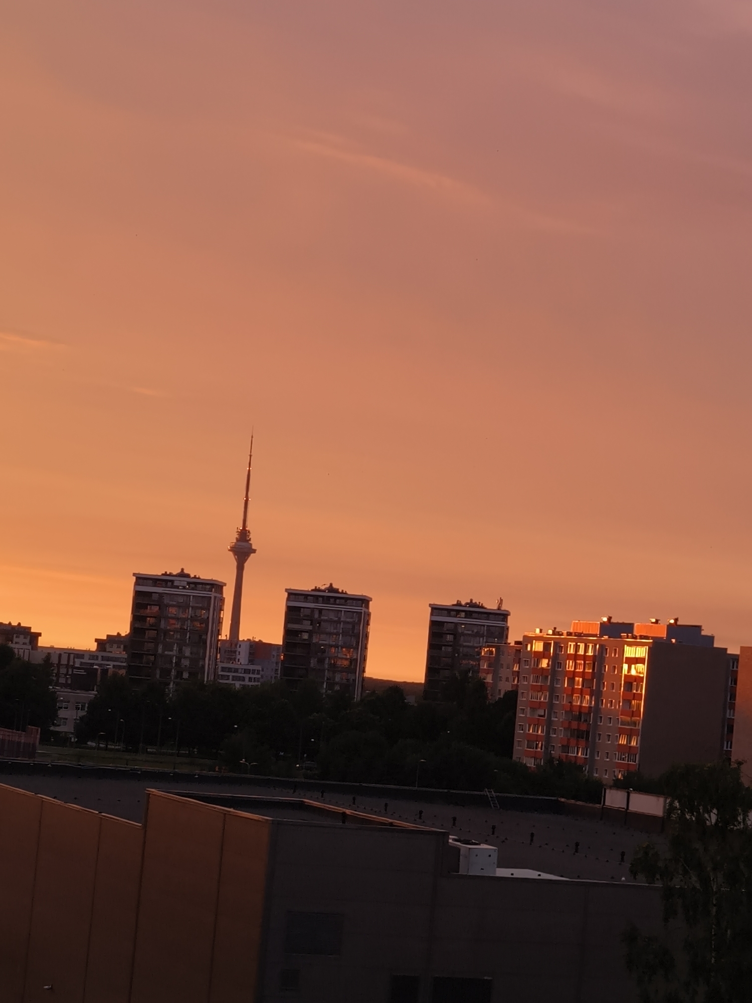 Tallinn sunset and a lop-eared rabbit, same evening