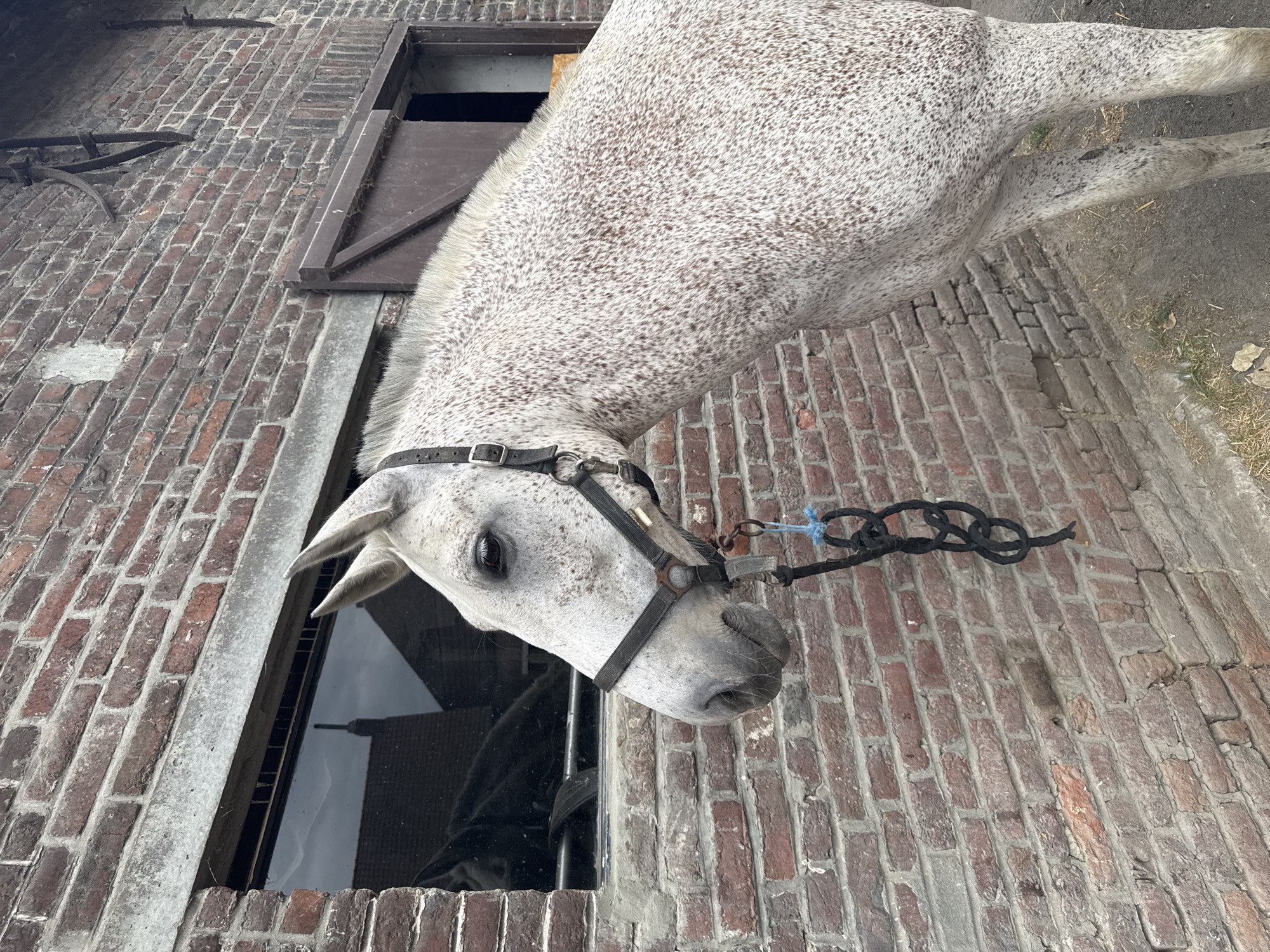 Dappled gray horse outside a brick building in Estaimpuis