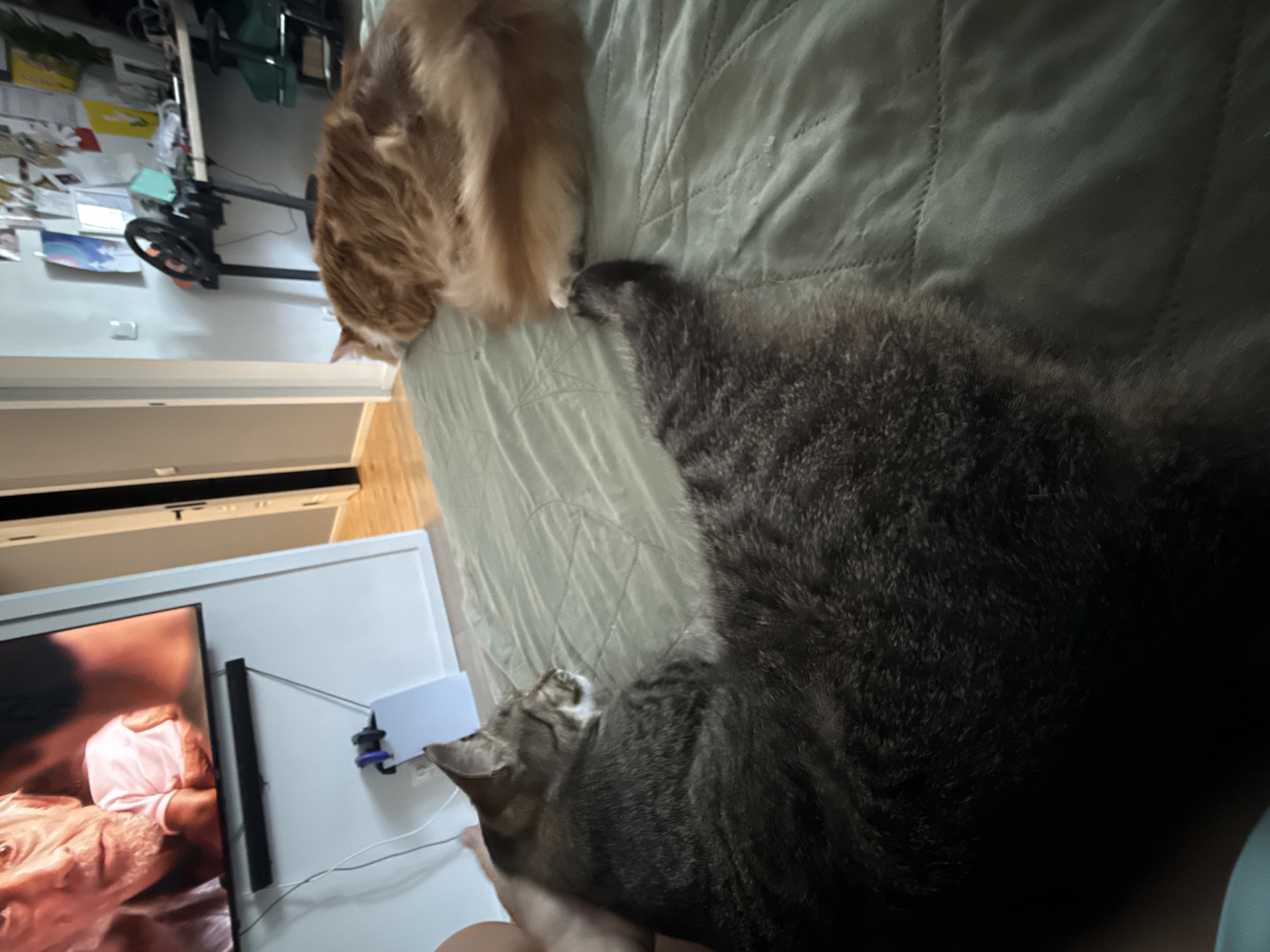 Two cats lounging and getting attention in a Novgorod bedroom