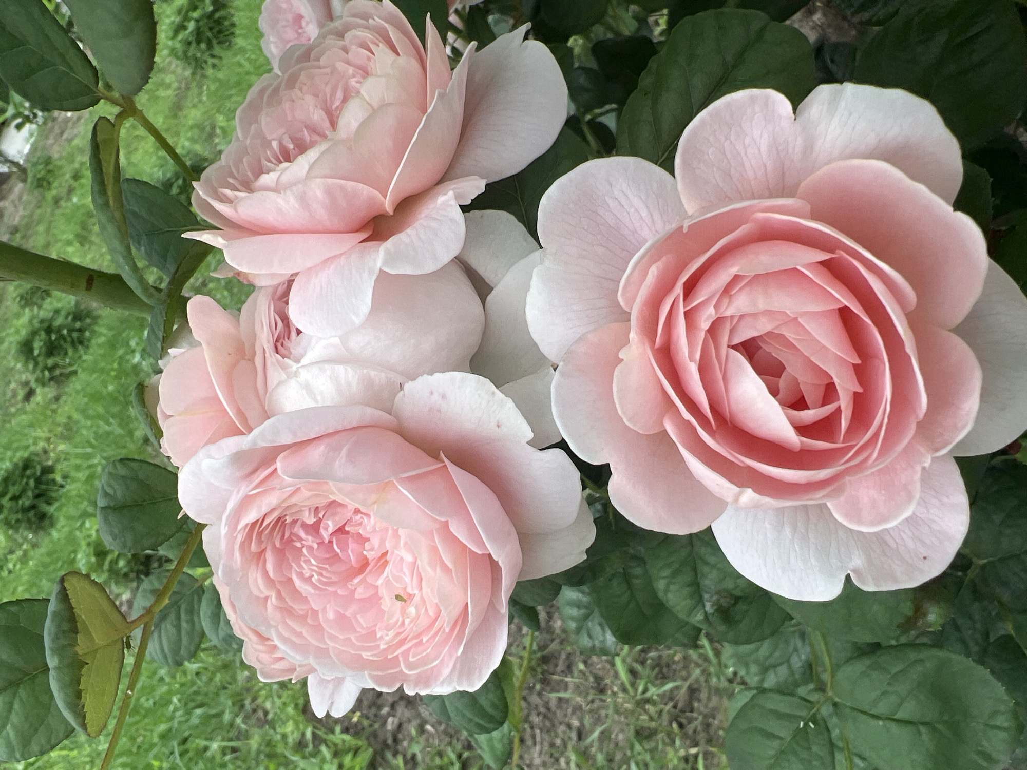 Rose garden blooms documented in Dubăsari park, Moldova