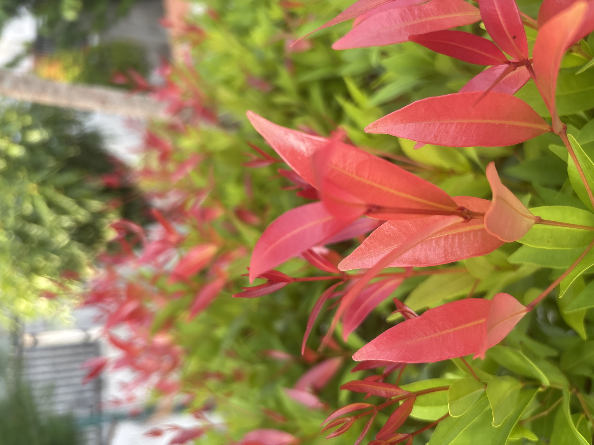 Morning garden walk documented in Lhokseumawe, Indonesia