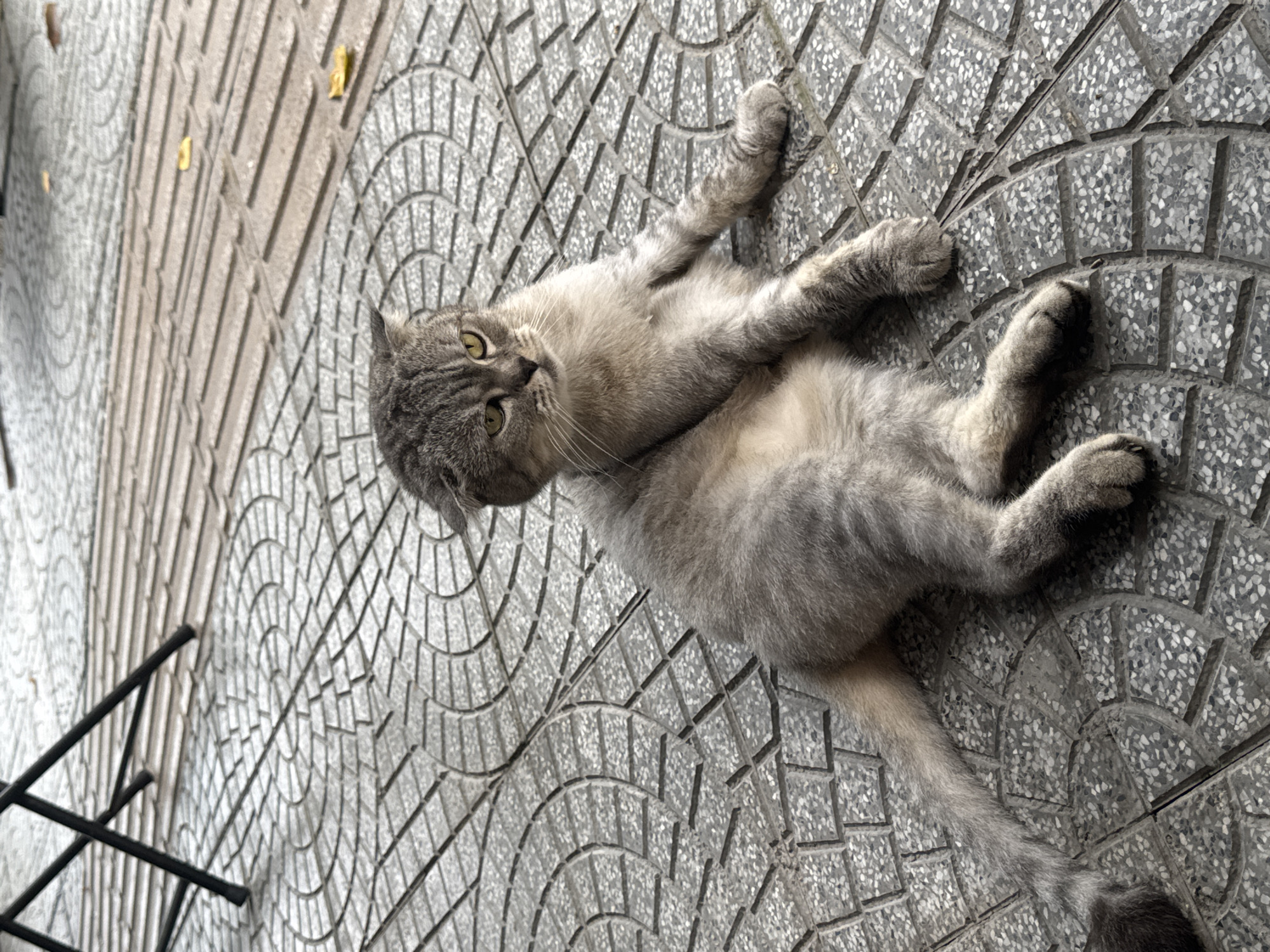 Gray cat grooming on sidewalk outside Đà Nẵng cafe