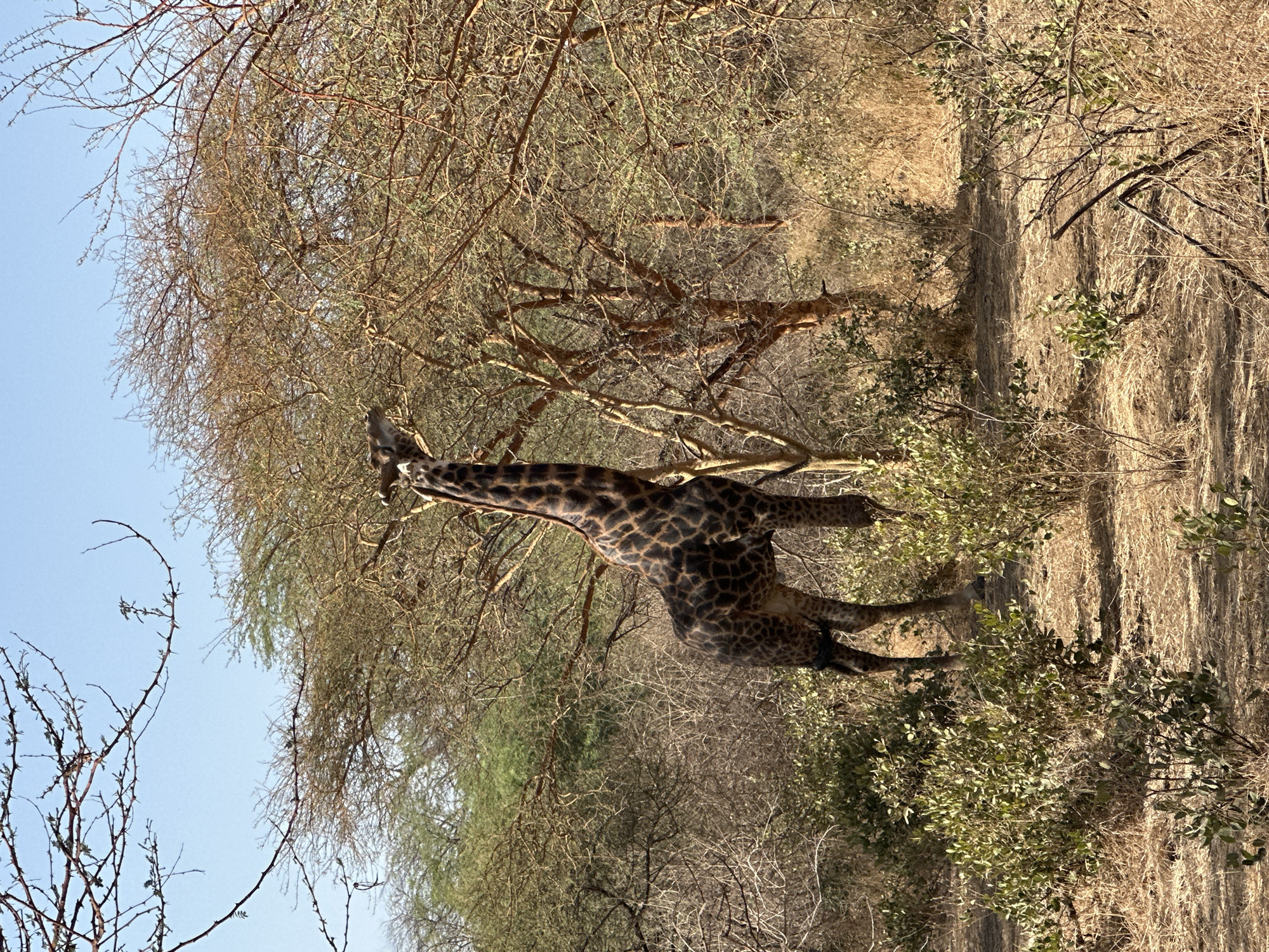Giraffe spotted in Senegalese savanna landscape