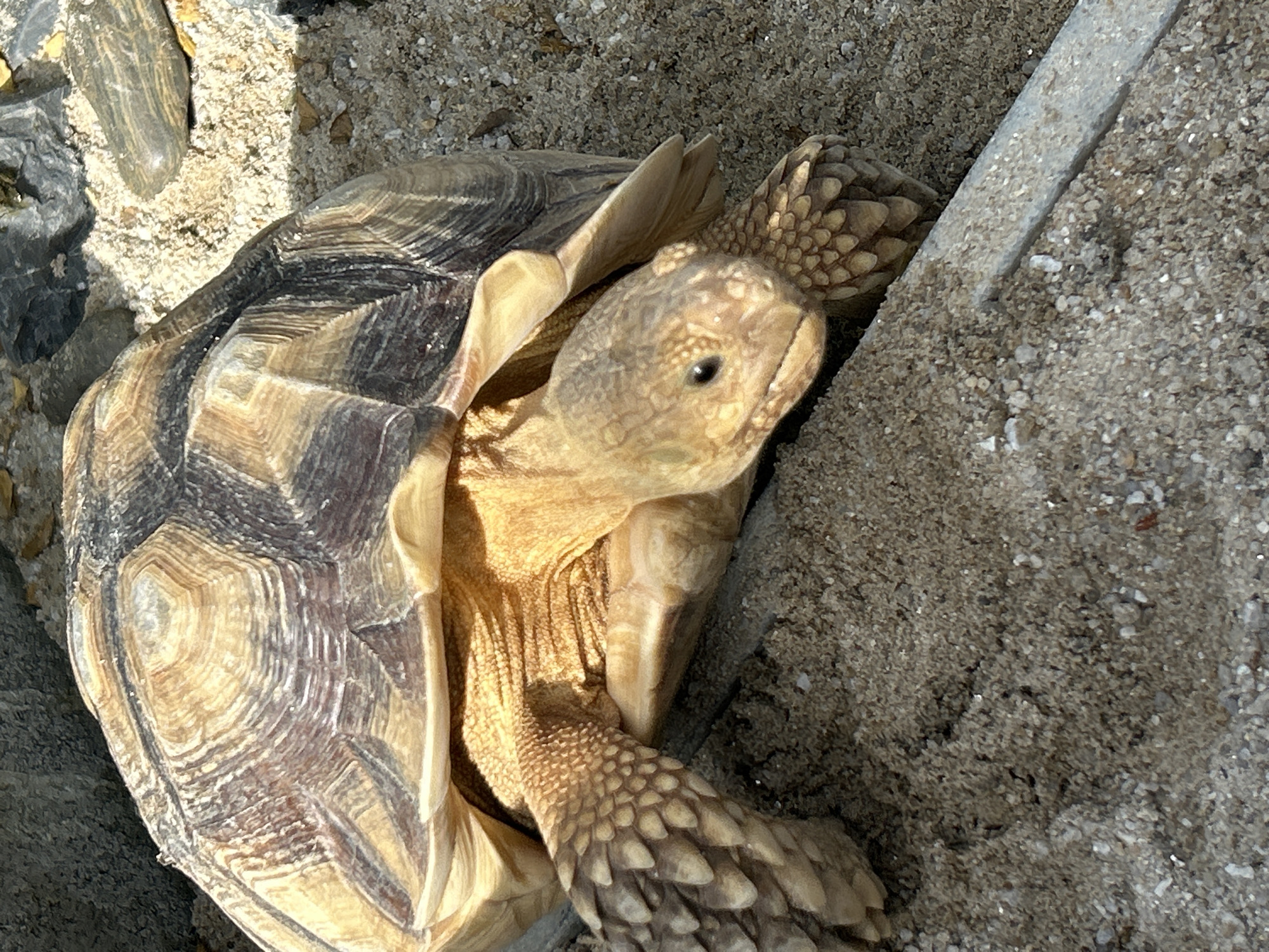 Sulcata tortoises and caged birds at a Ratsada property