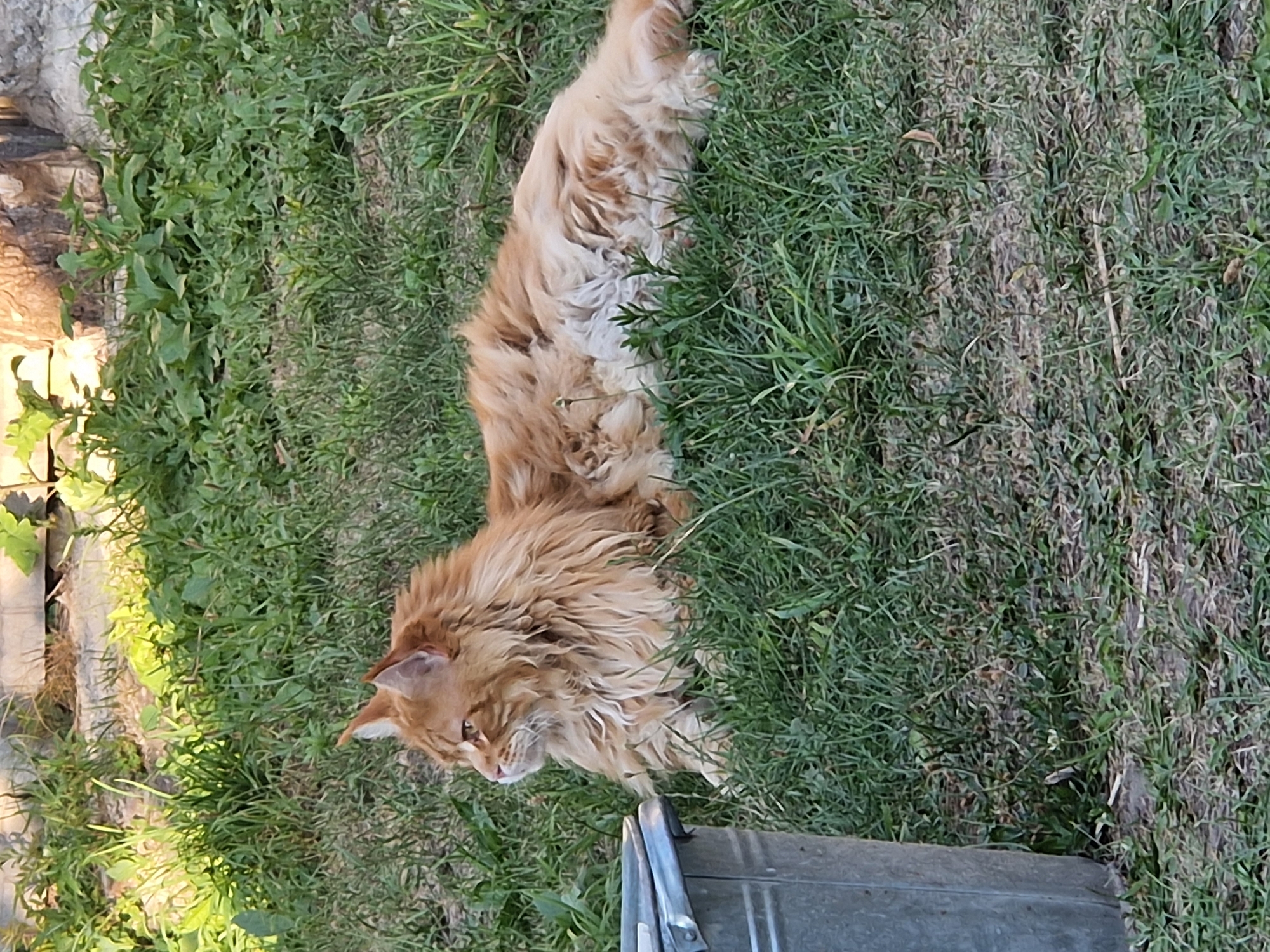 Cat and dog hanging out in a Kalynove yard