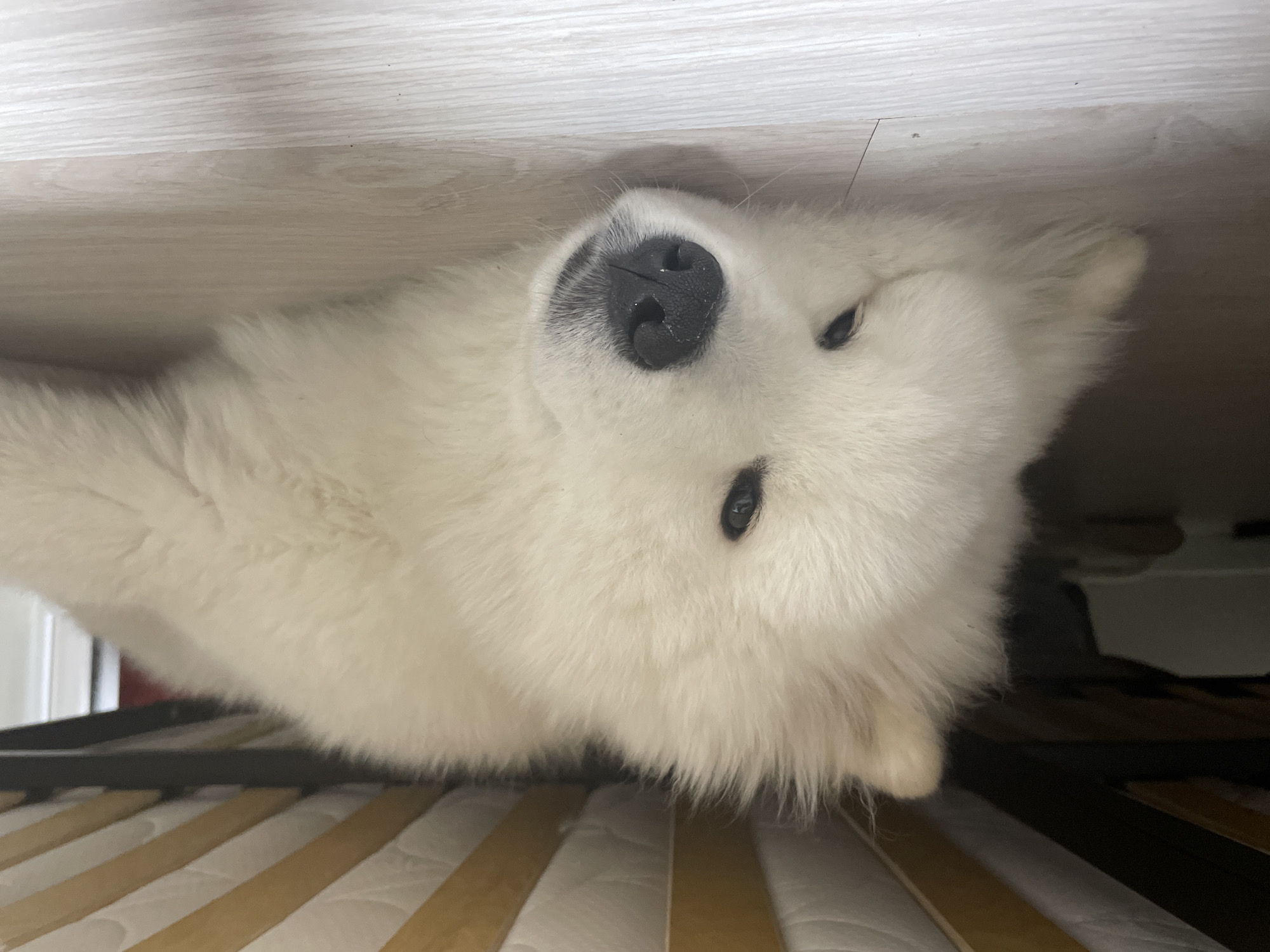 White Samoyed-type dog photographed upside down from low angle