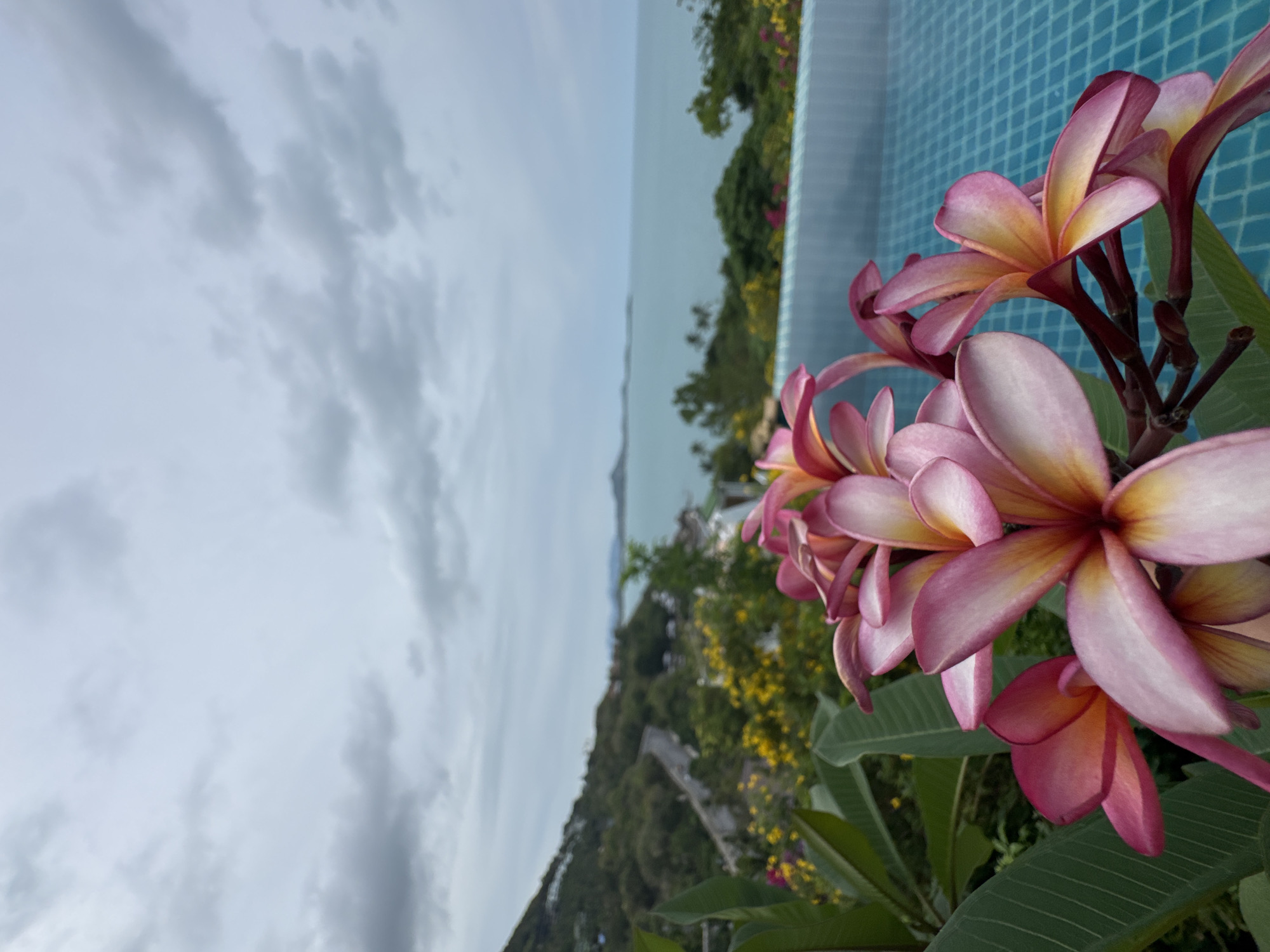 Tropical flowers bloom in Ko Samui gardens