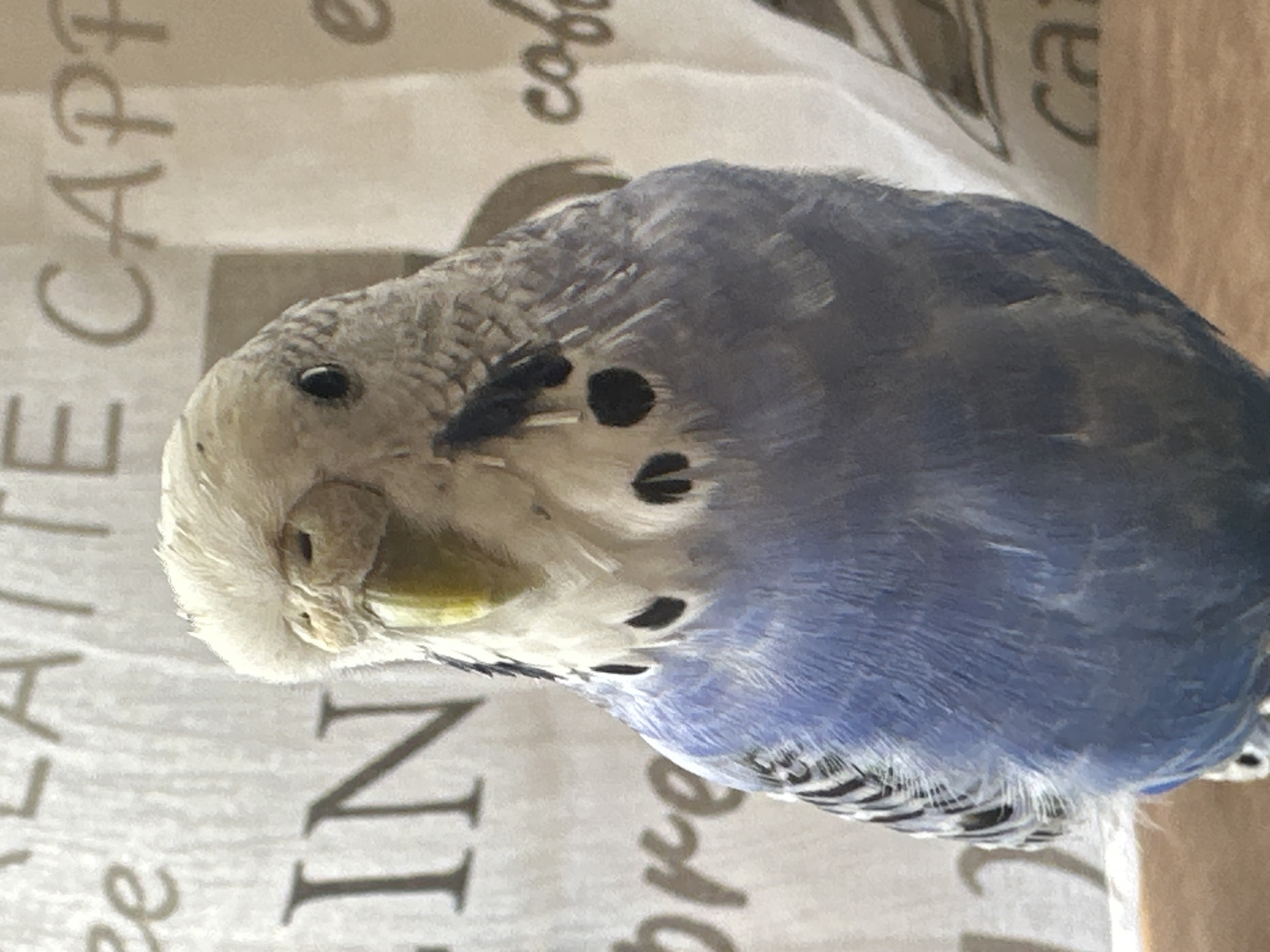 A budgie at home, plus food, plants, and street scenes