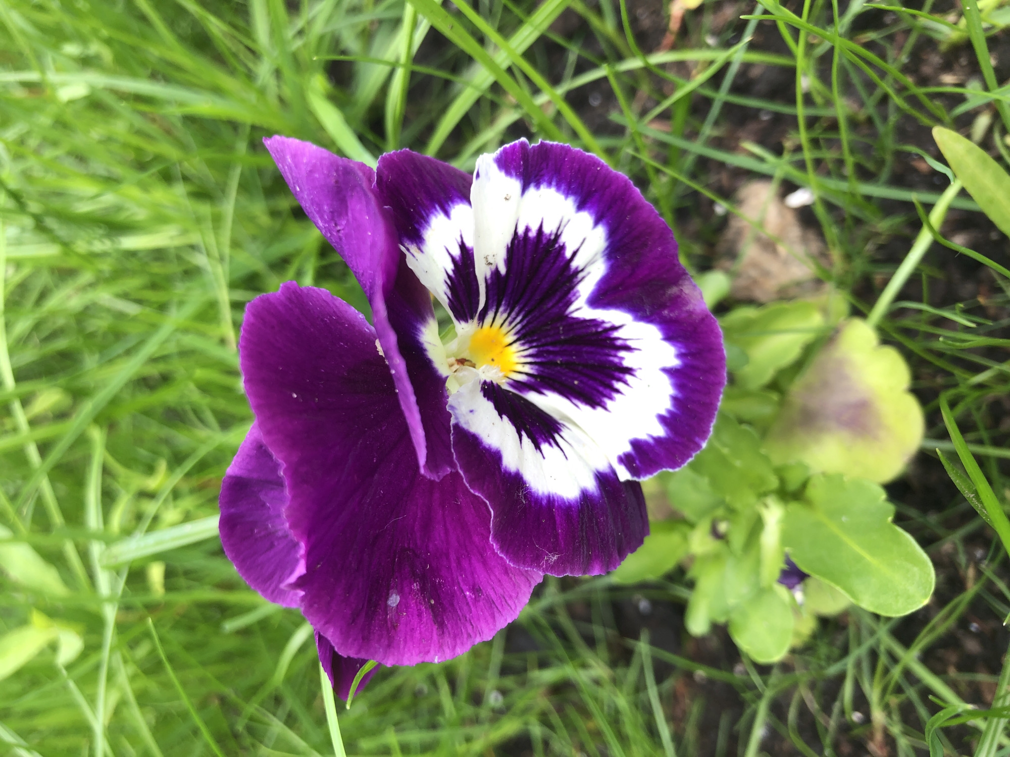 Garden pansies and fresh strawberries on a Moscow morning