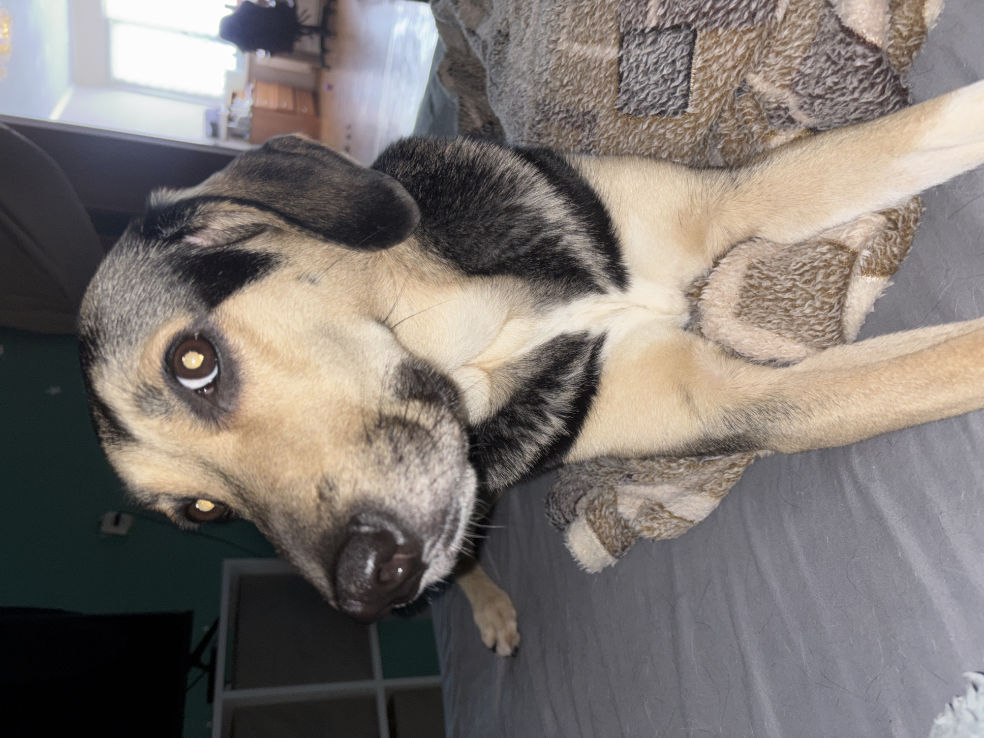 Dogs lounging at home in Saint Petersburg on a quiet morning