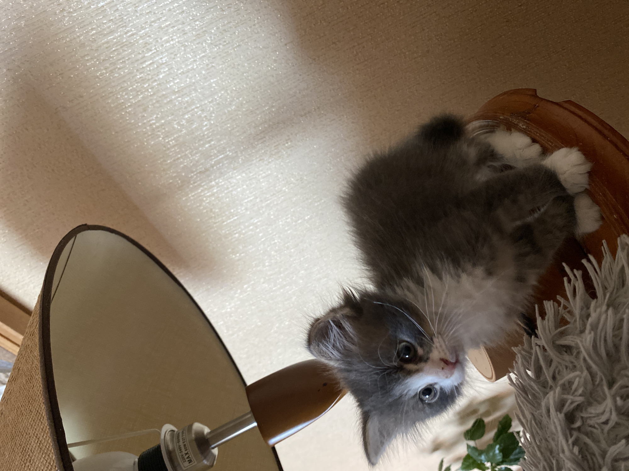 Playful Kitten Photographed in Multiple Poses in Russian Home