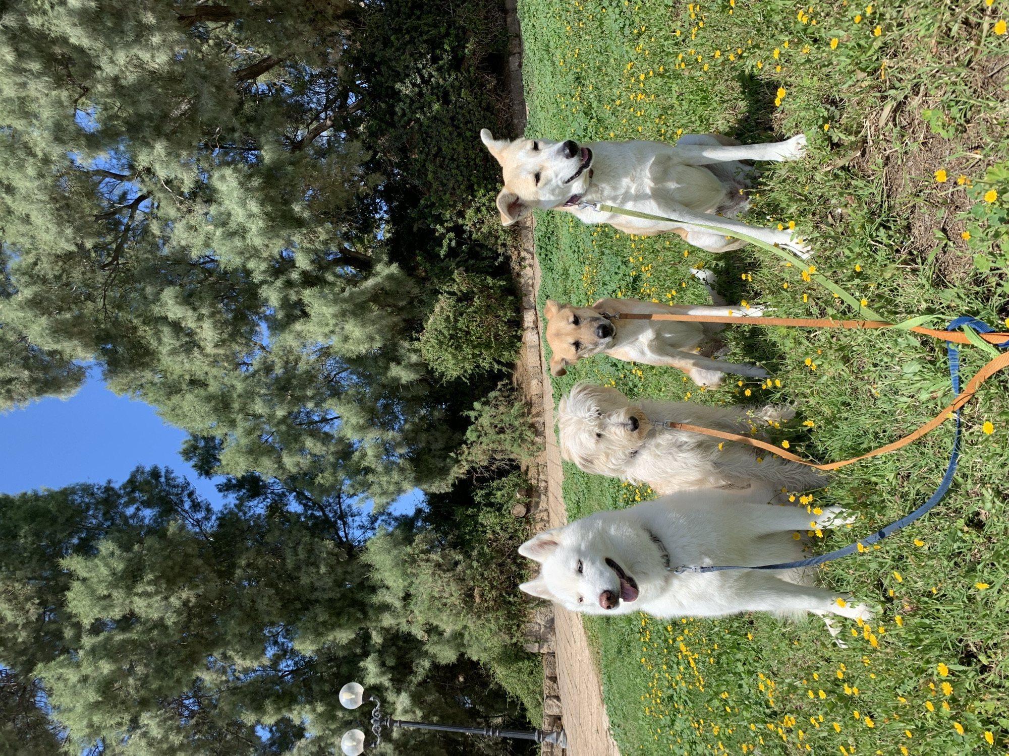 Dogs and cats spotted around Tel Aviv neighborhood