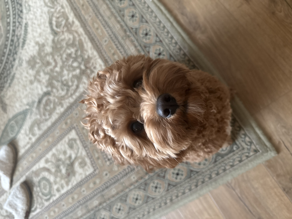 Russian resident documents daily life with pet dog