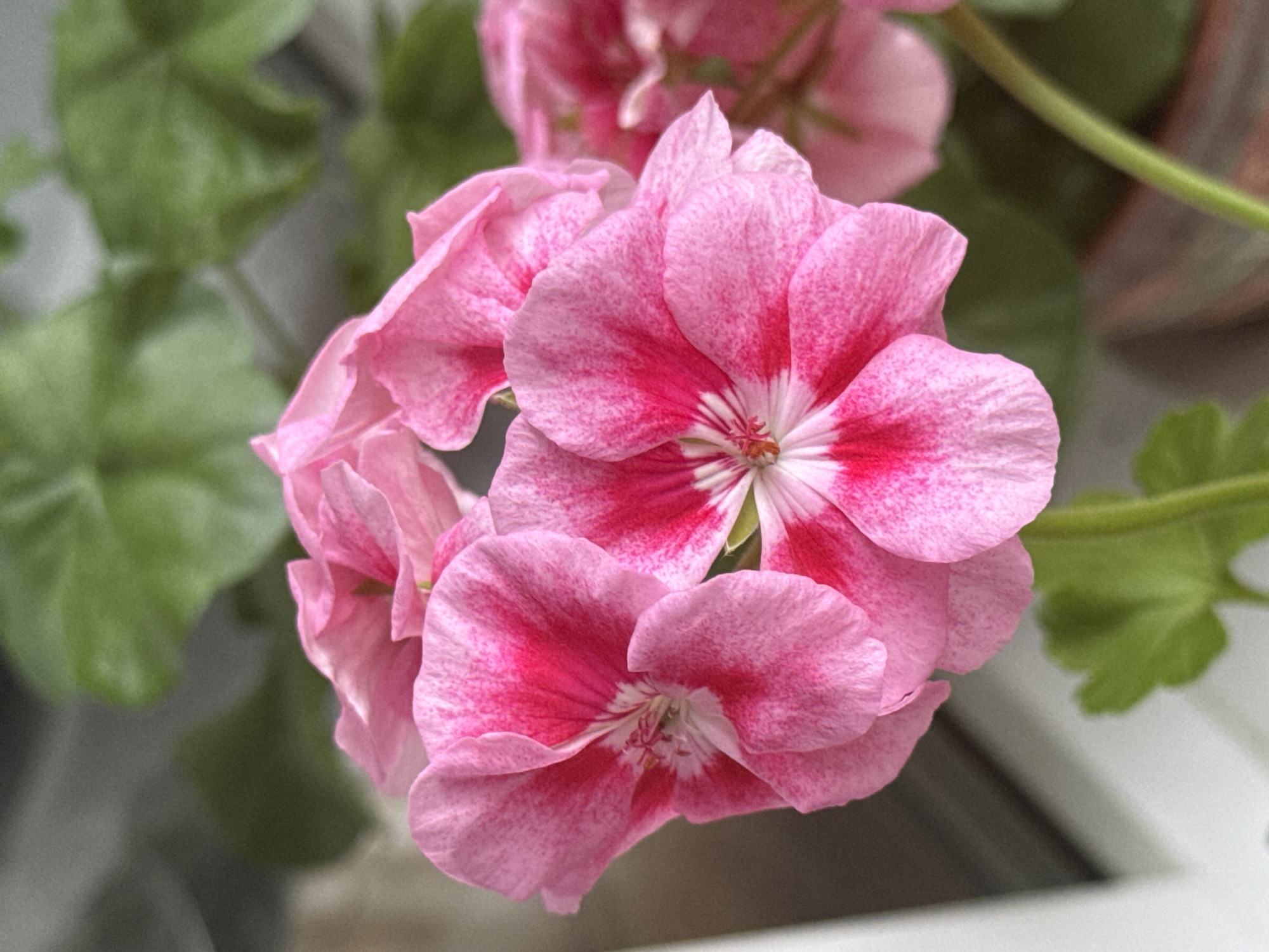 Pink and white geraniums photographed in close detail, Kirov