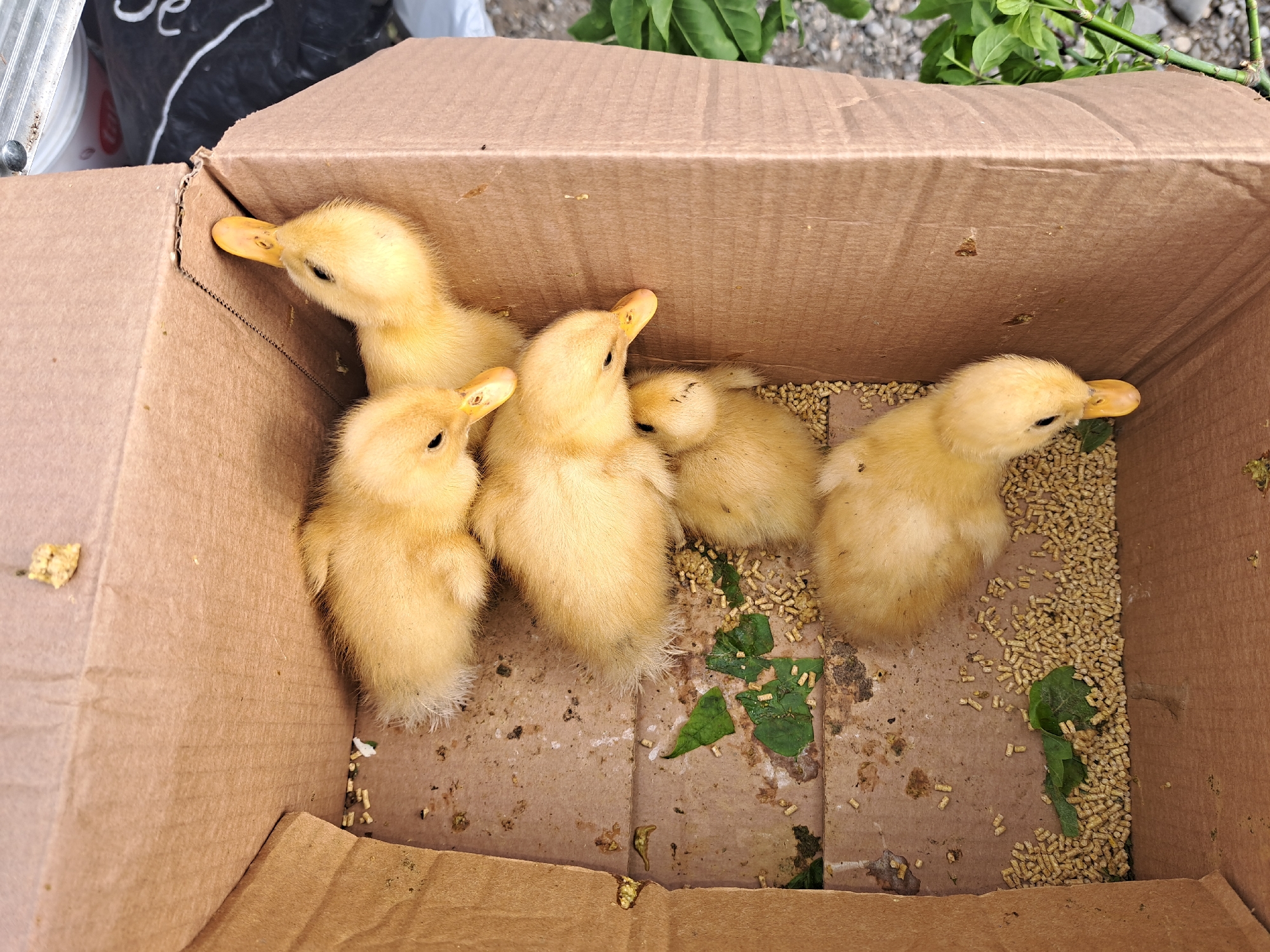 Live ducklings and chicks for sale at a Tbilisi street market