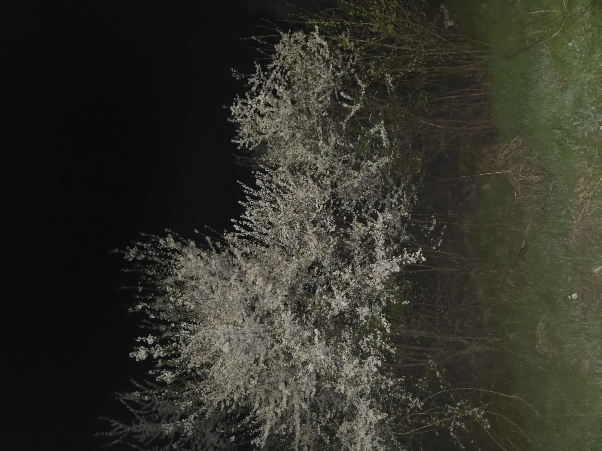 White flowering tree blooms captured at night in Berkovitsa