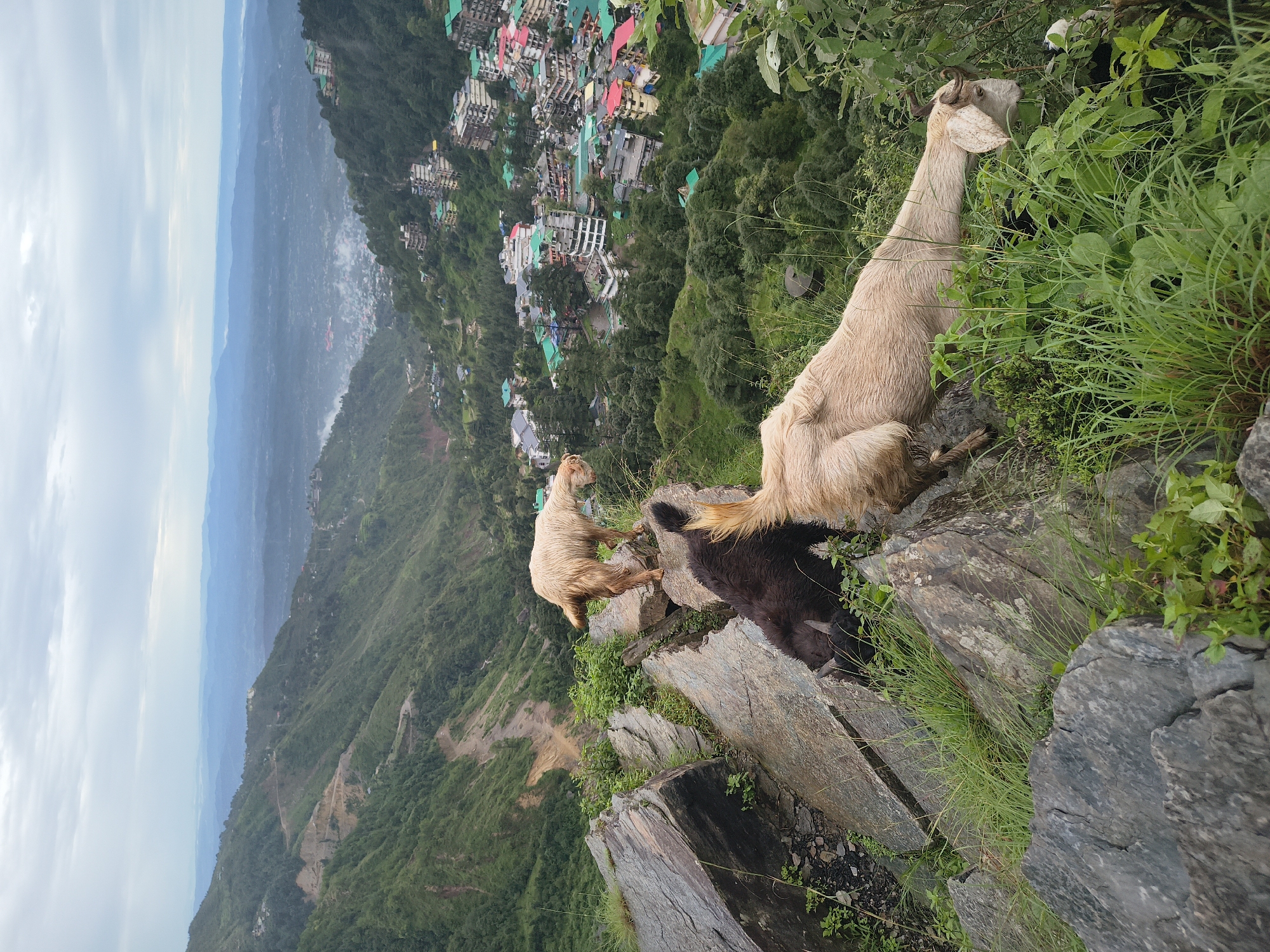 Goats graze and roam a rocky hillside above Bhagsu