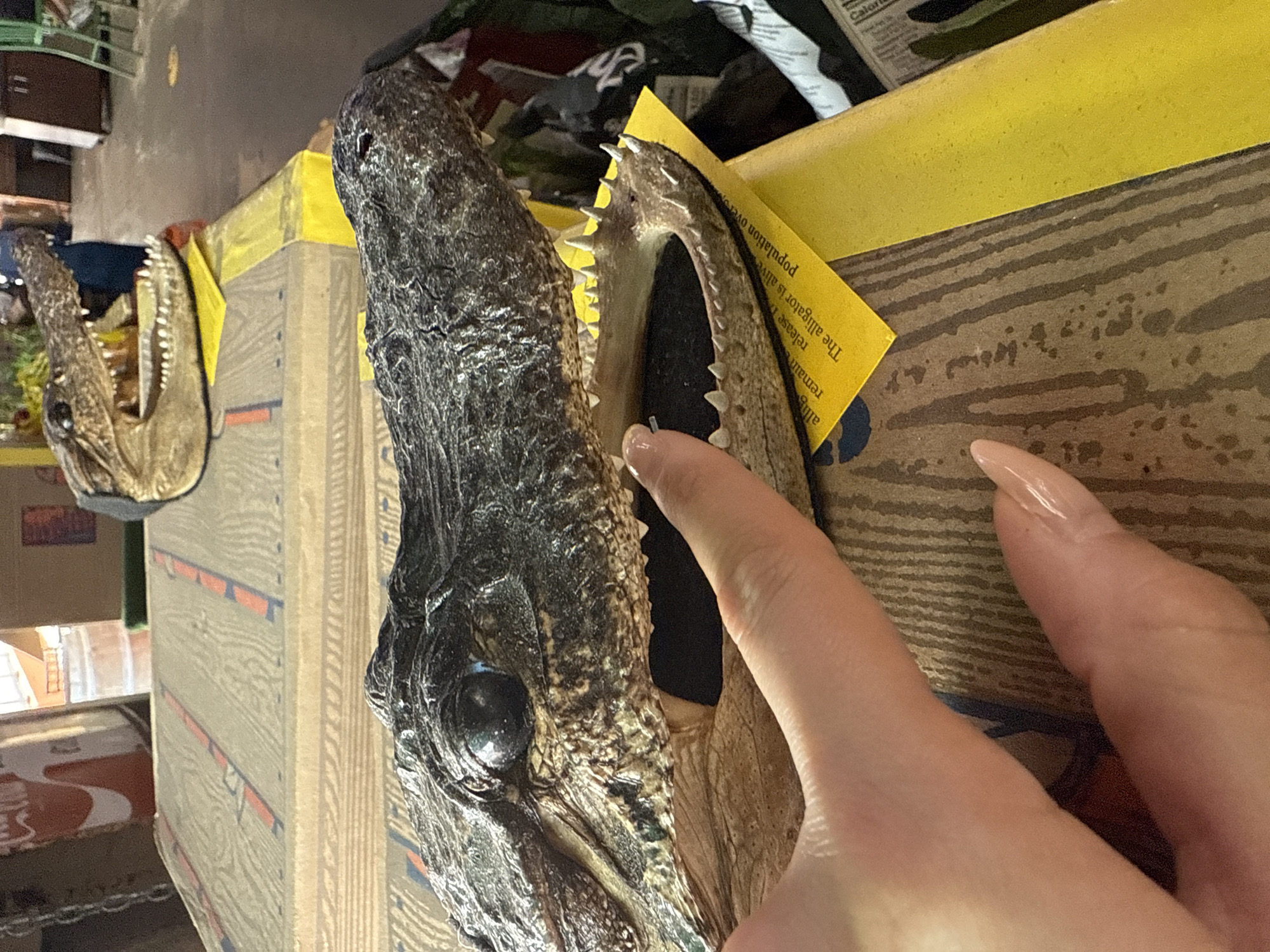 Tourist browses alligator-themed gift shop in Davie, Florida